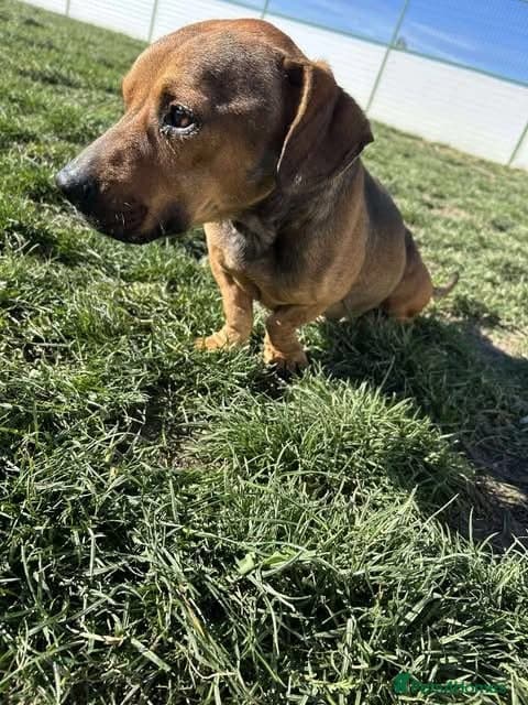 Rescue boy Noodle photo 27