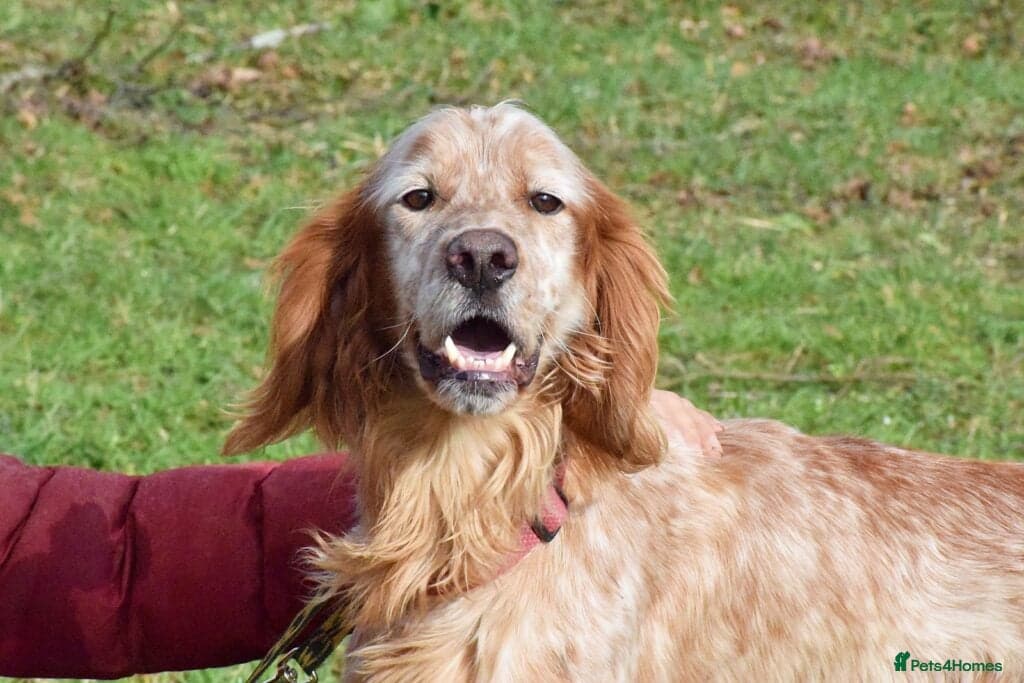 Thor — English Setter