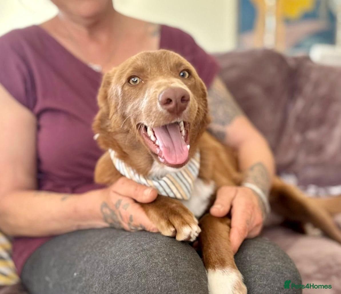 Mocha - everyone loves this lad photo 11