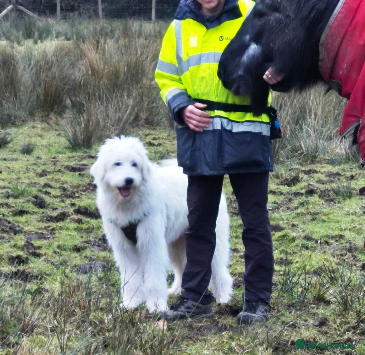 JOJO,URGENT🖤 Superb big Girl photo 7