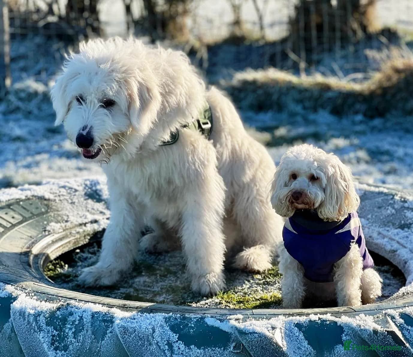 JOJO,URGENT🖤 Superb big Girl photo 5