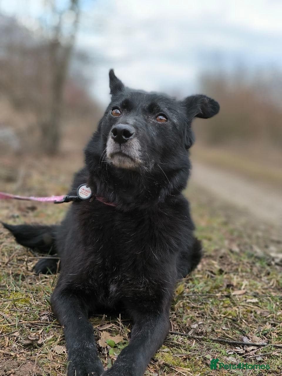 οΈπΆ tofa photo 8