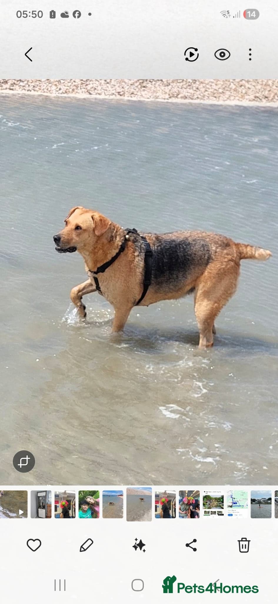 Sweet trinity — Mixed Breed