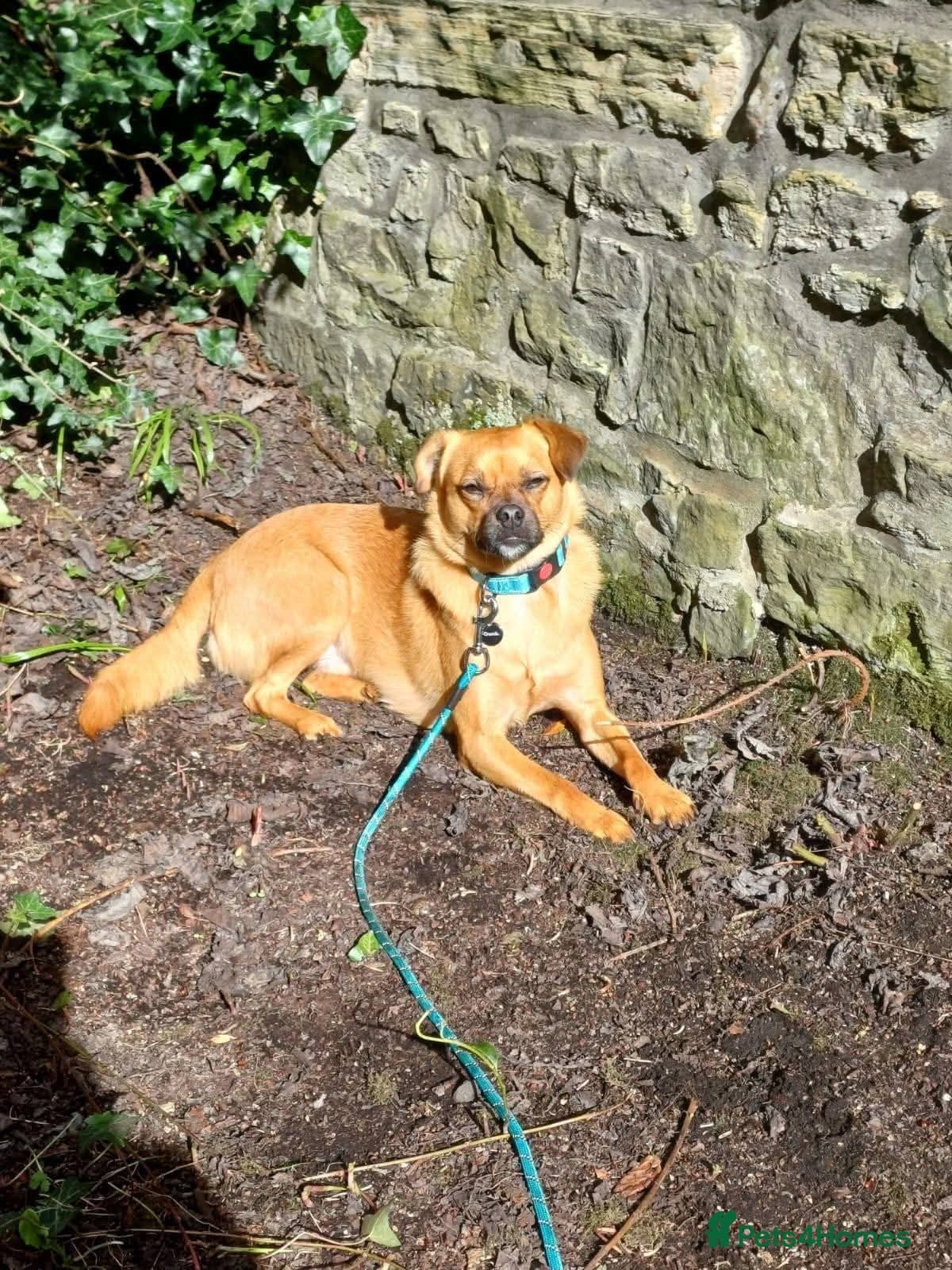 Meet Jaspher, currently residing in Edinburgh photo 10