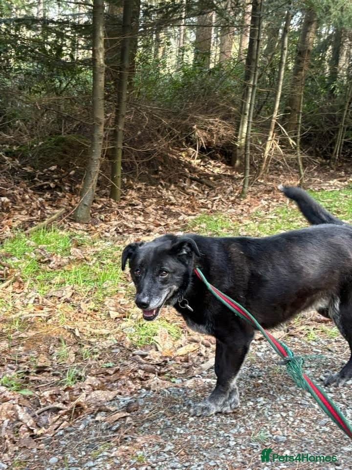 Aramis - Norwich Norfolk β Mixed Breed