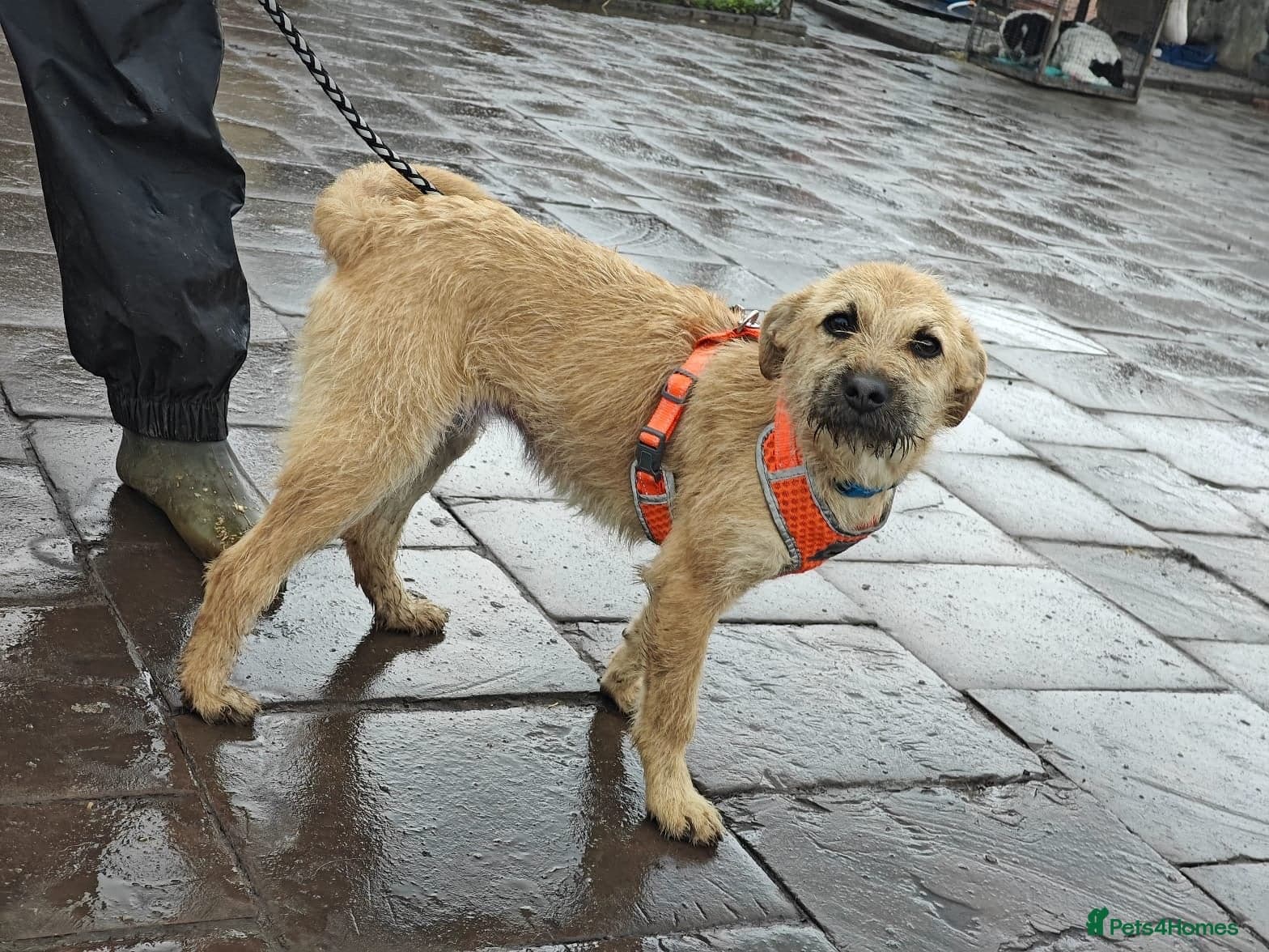 οΈπΆ bekki photo 21