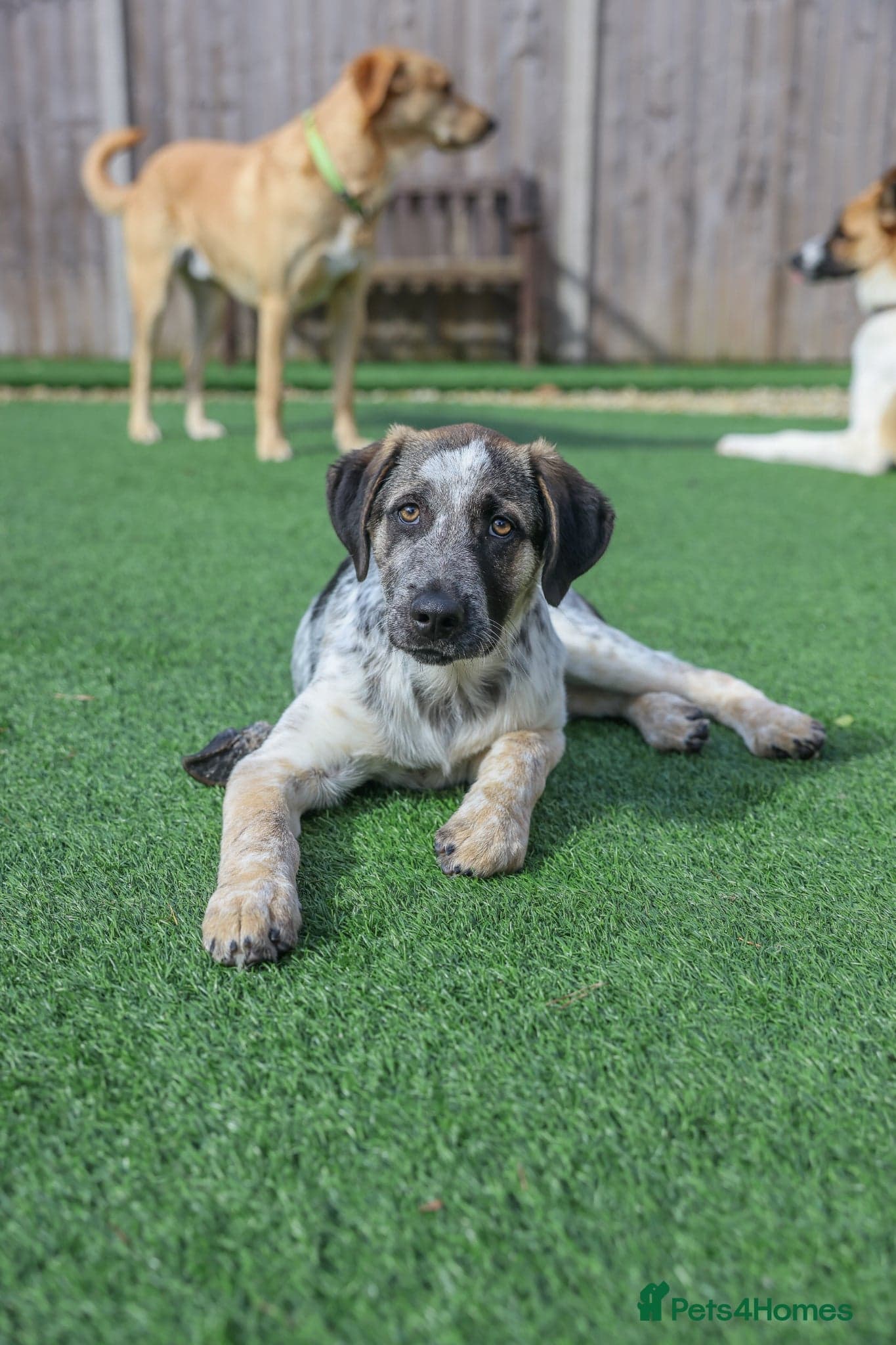 Easygoing Electra - Colourful Lab type photo 16