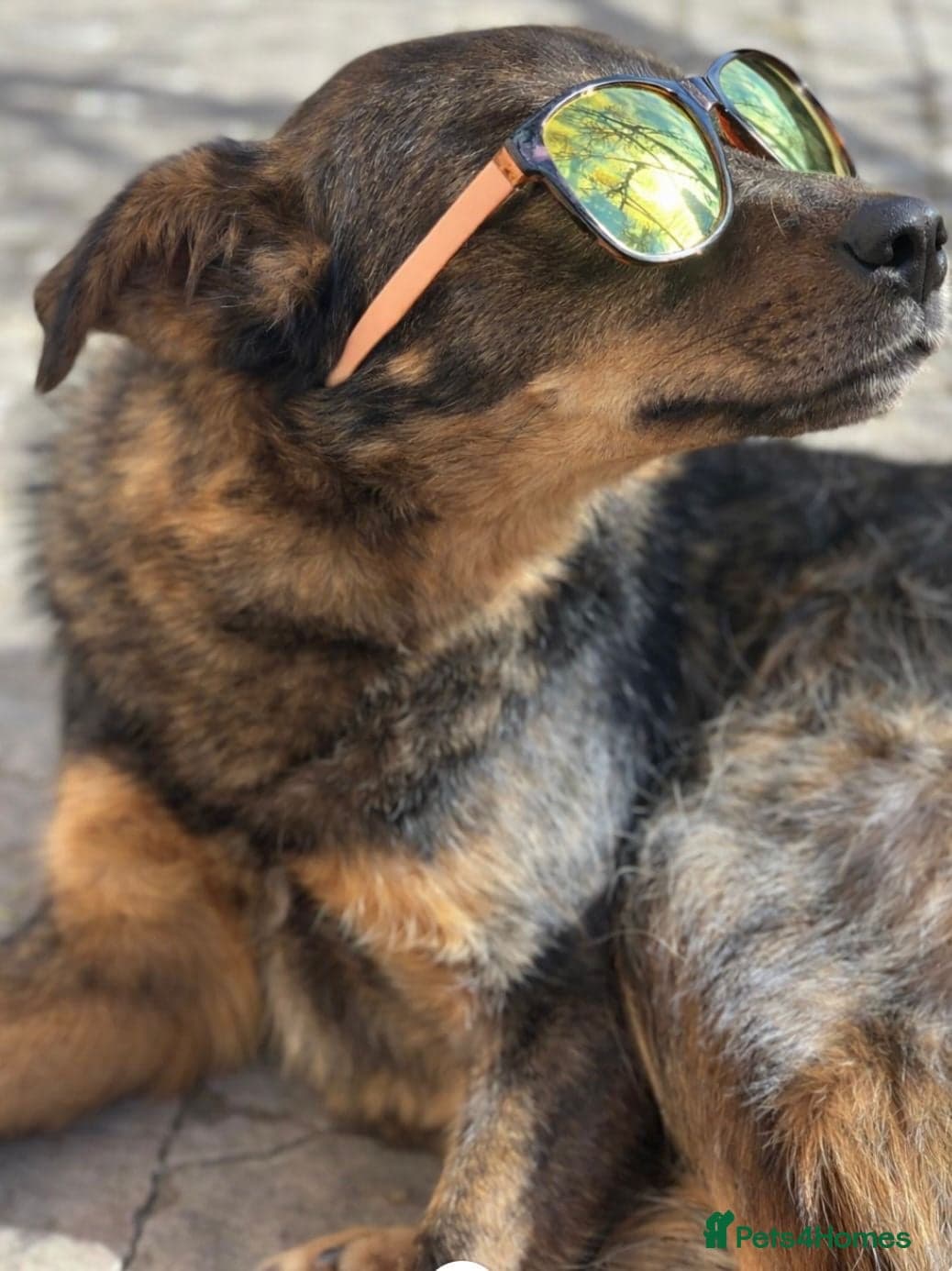 Macho β Mixed Breed