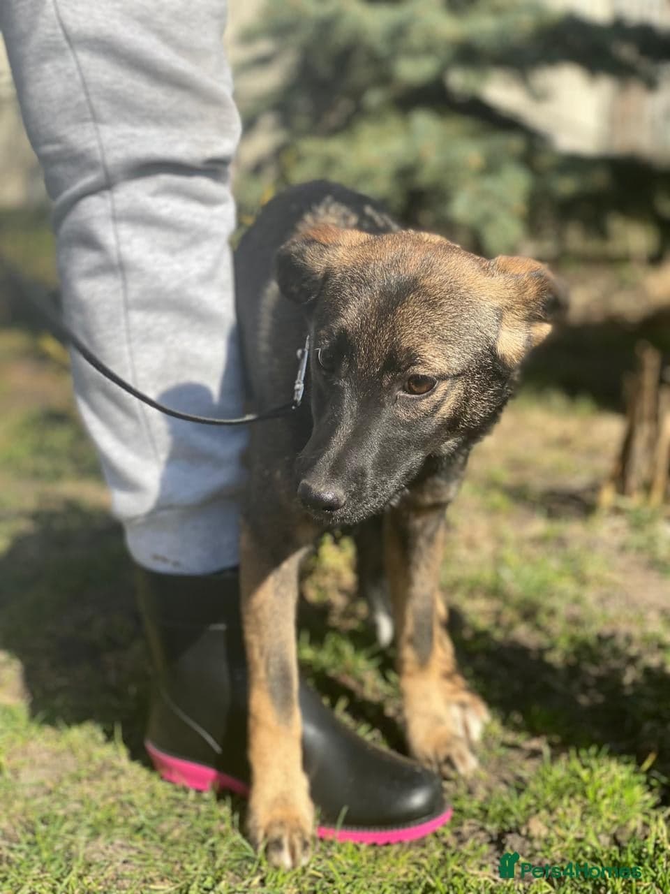 οΈπΆ kuba photo 12