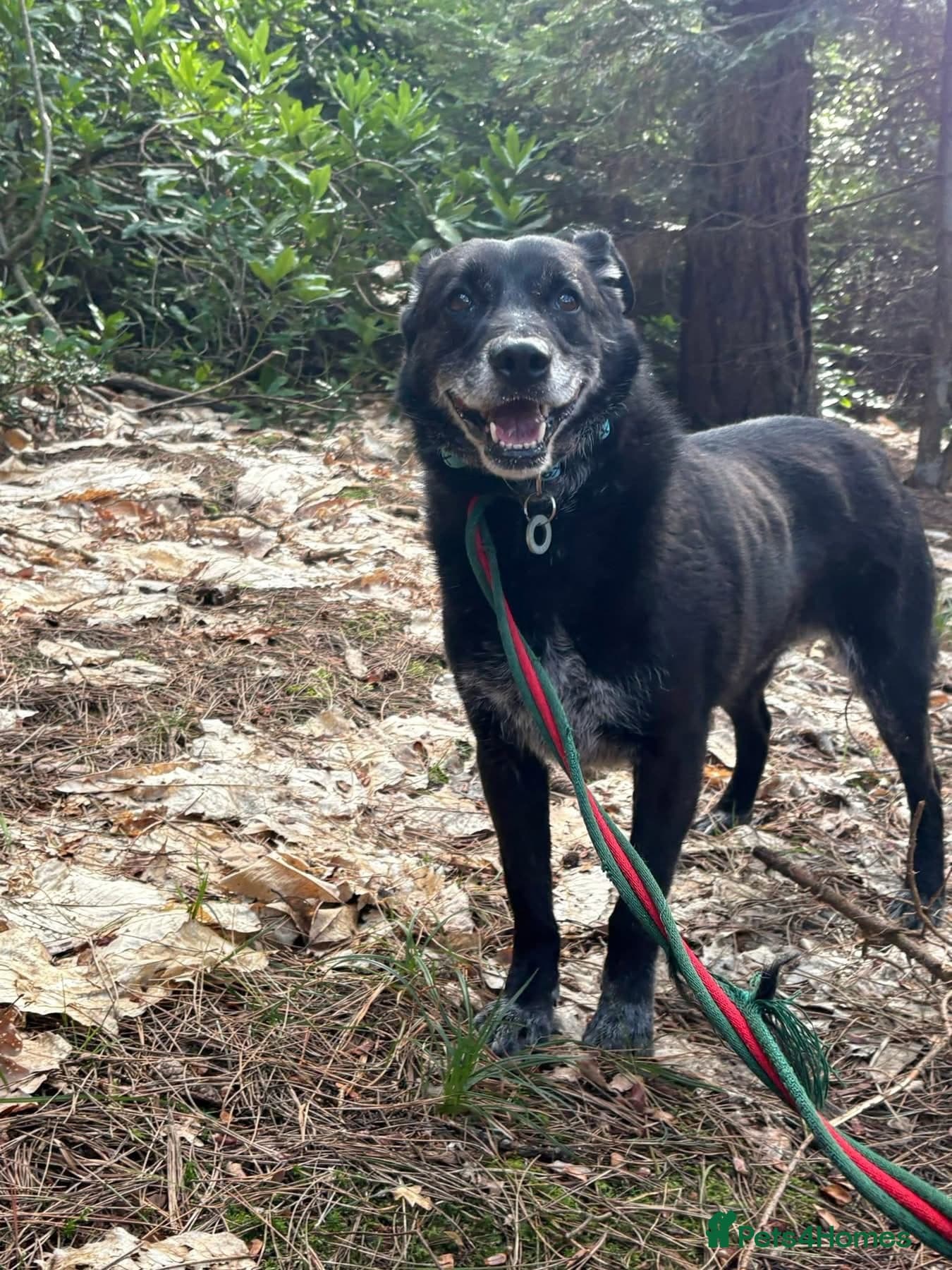 Aramis - Norwich Norfolk photo 13