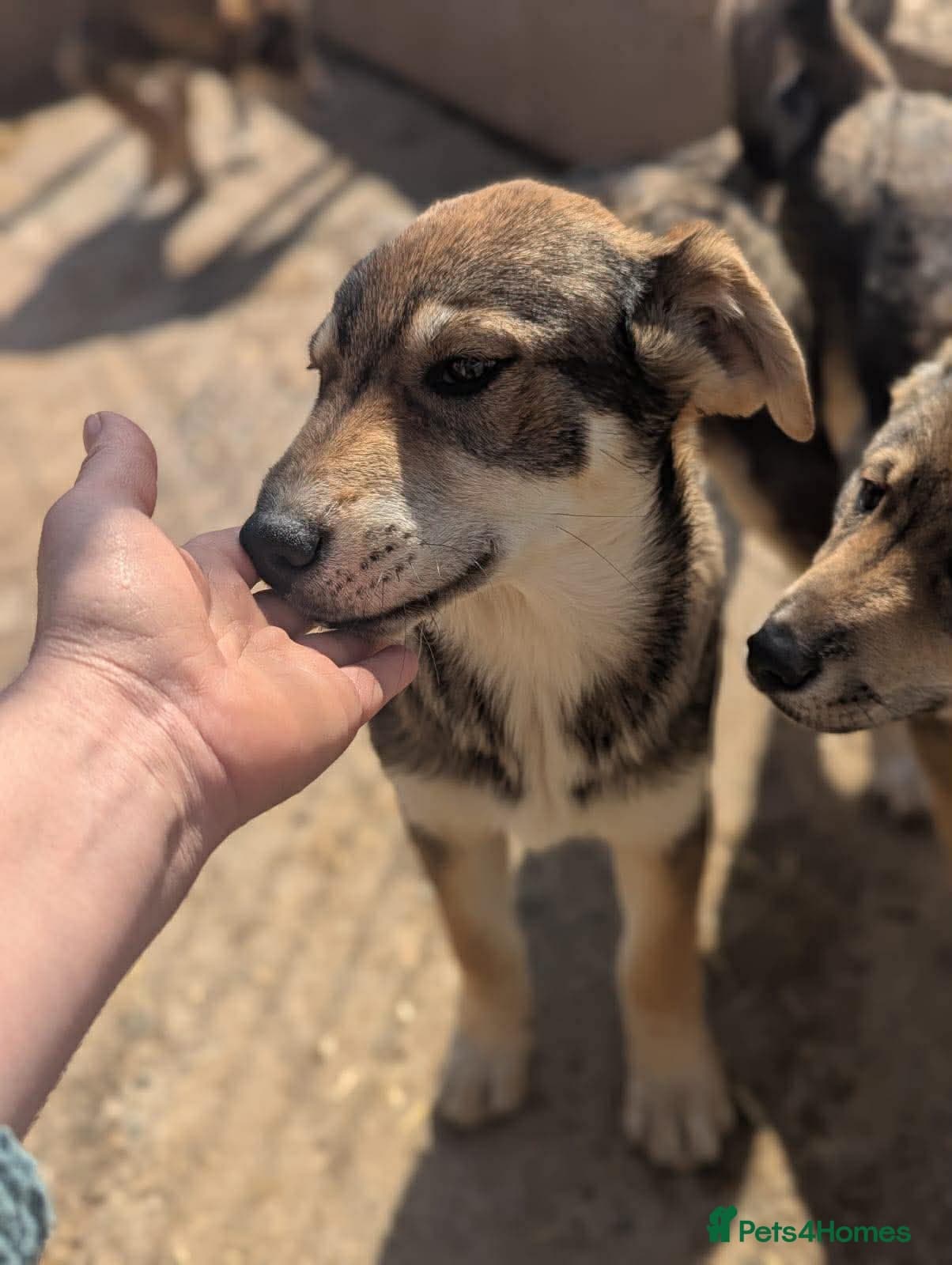 Zima — Mixed Breed