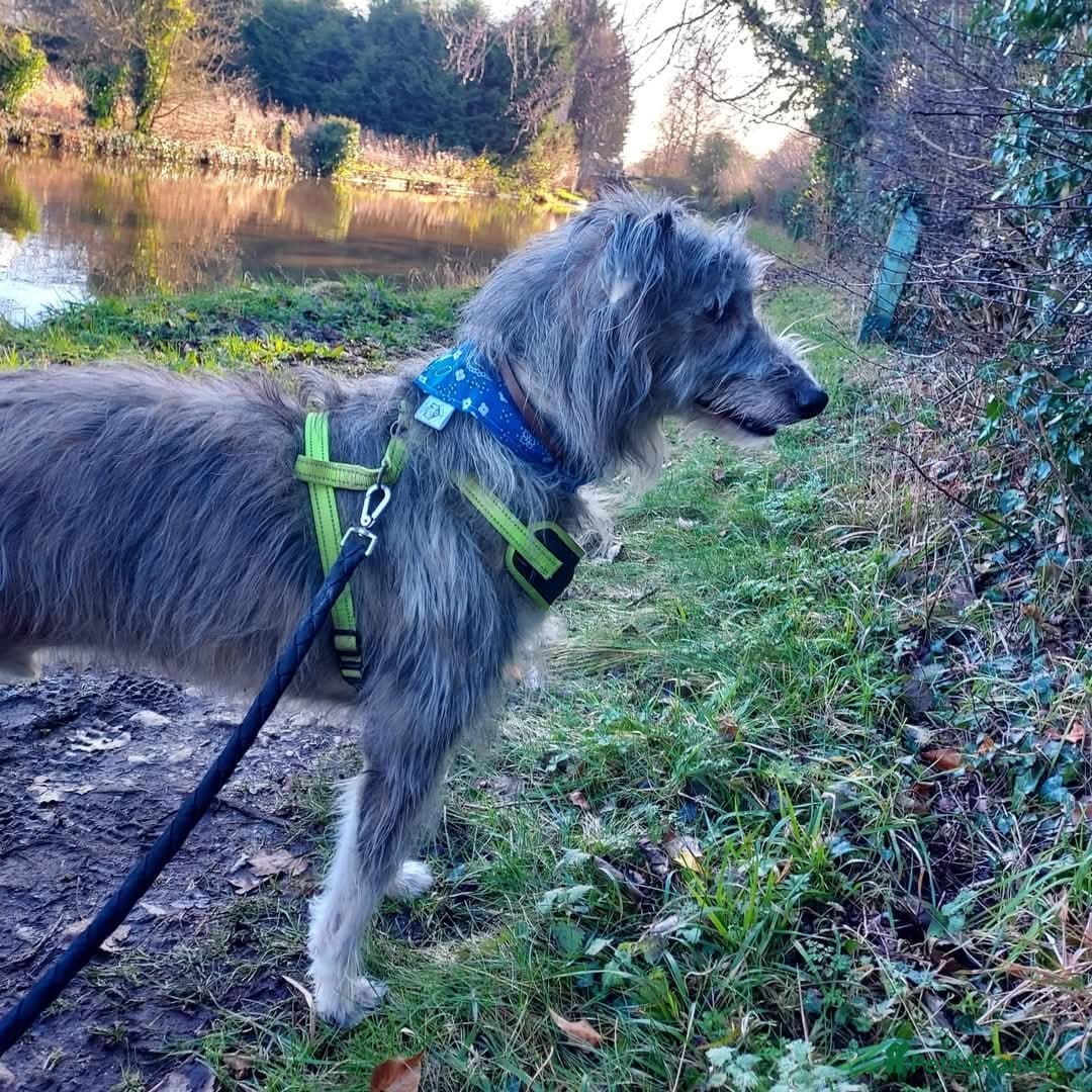 Meet Merlin, currently residing in Cheshire photo 2