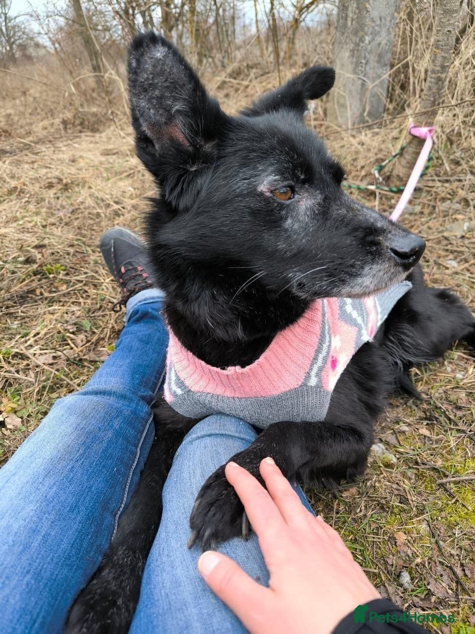 οΈπΆ tofa photo 27