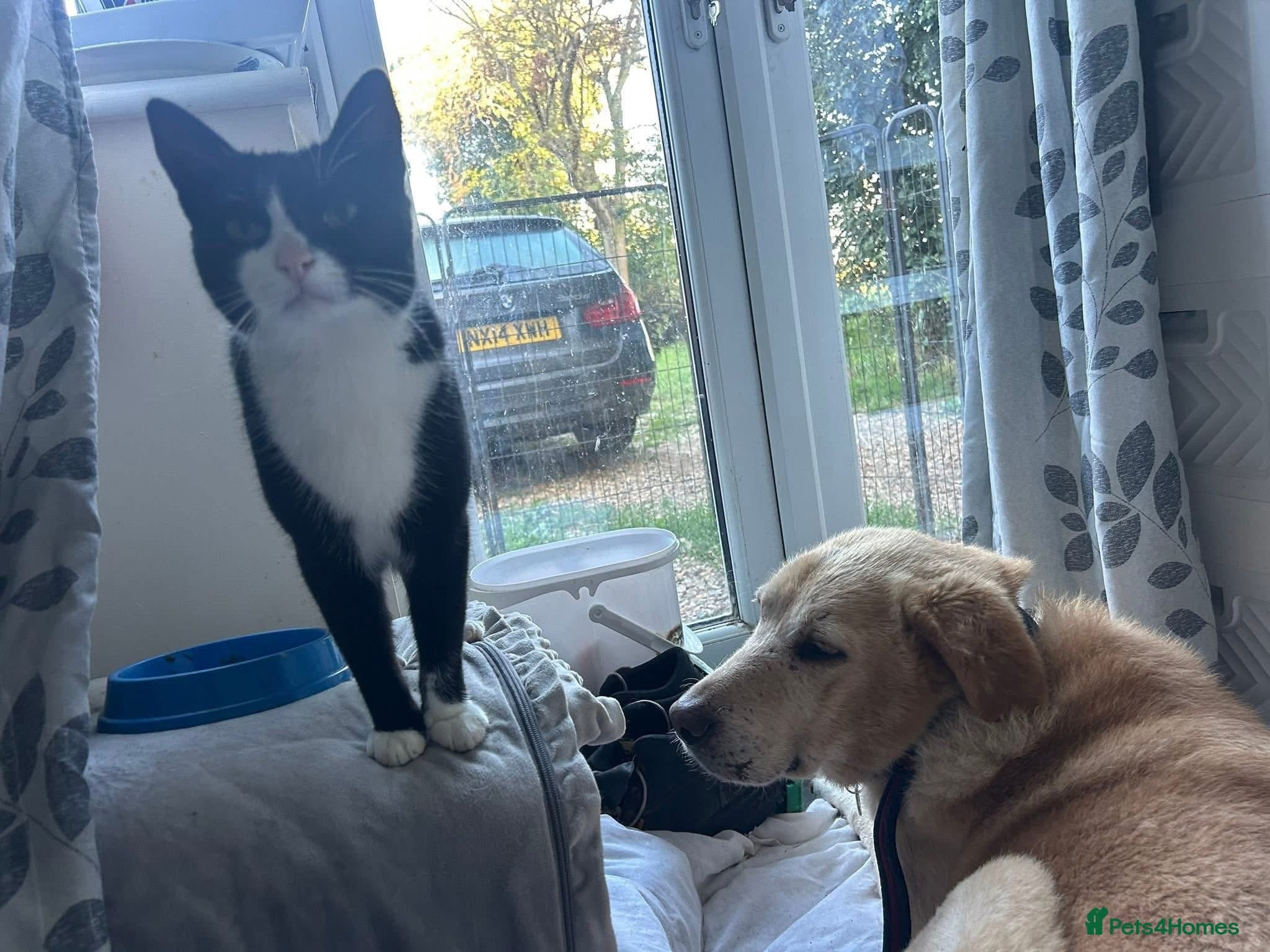 Rupert - Norwich Norfolk photo 7