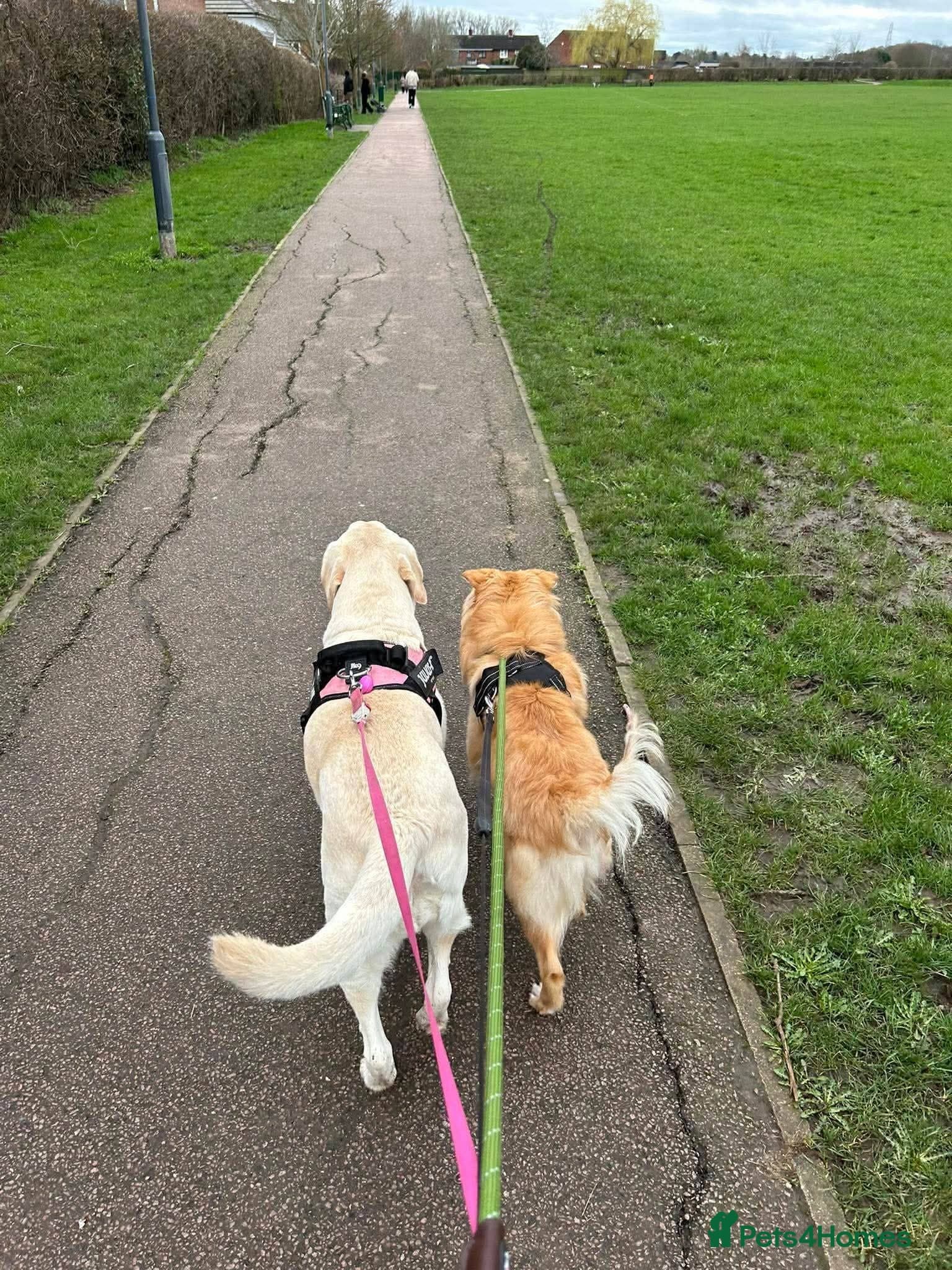 Meet Sabre, currently residing in Leicestershire photo 6