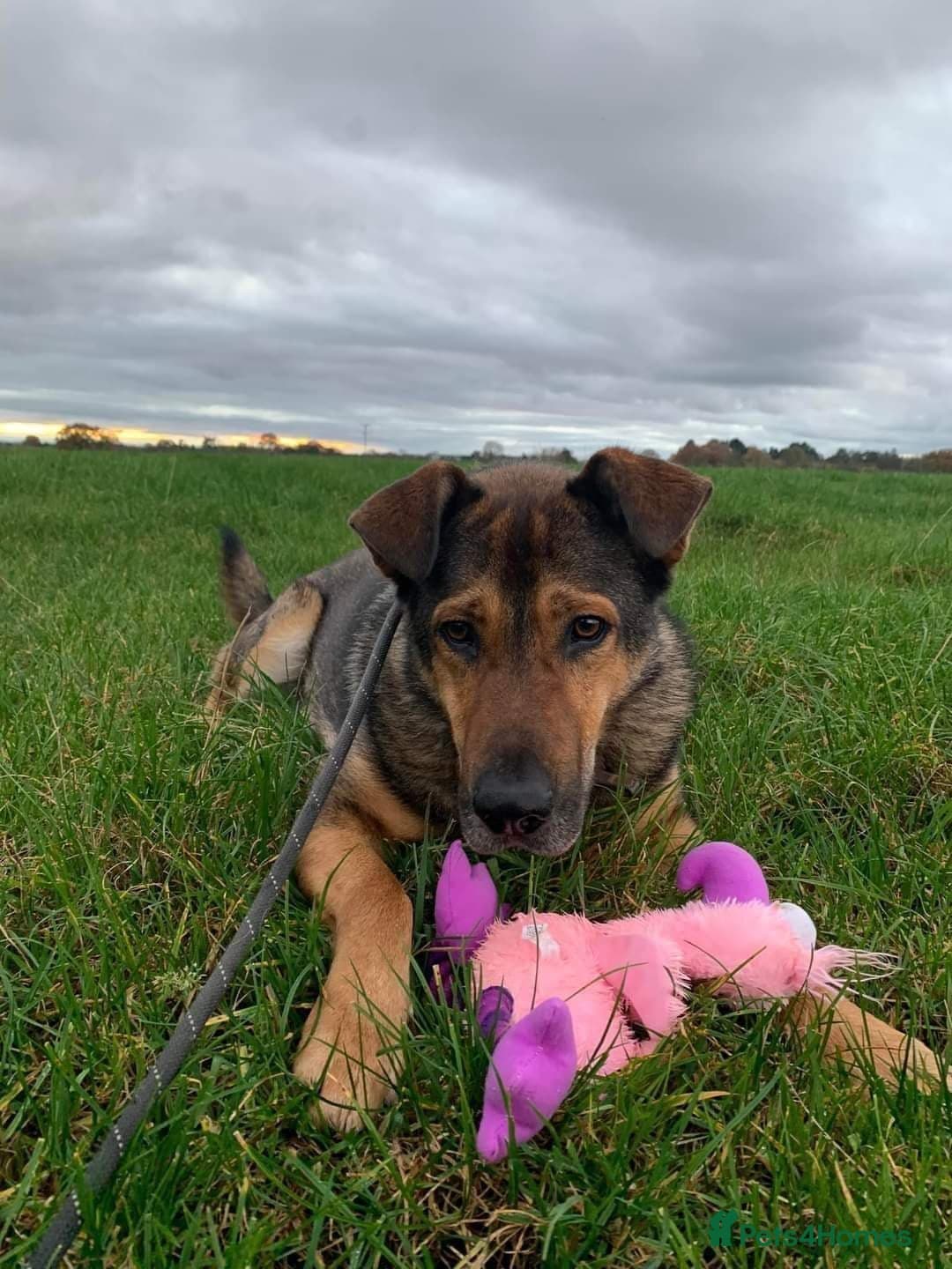 Meet Kobi, currently residing in Cheshire photo 19