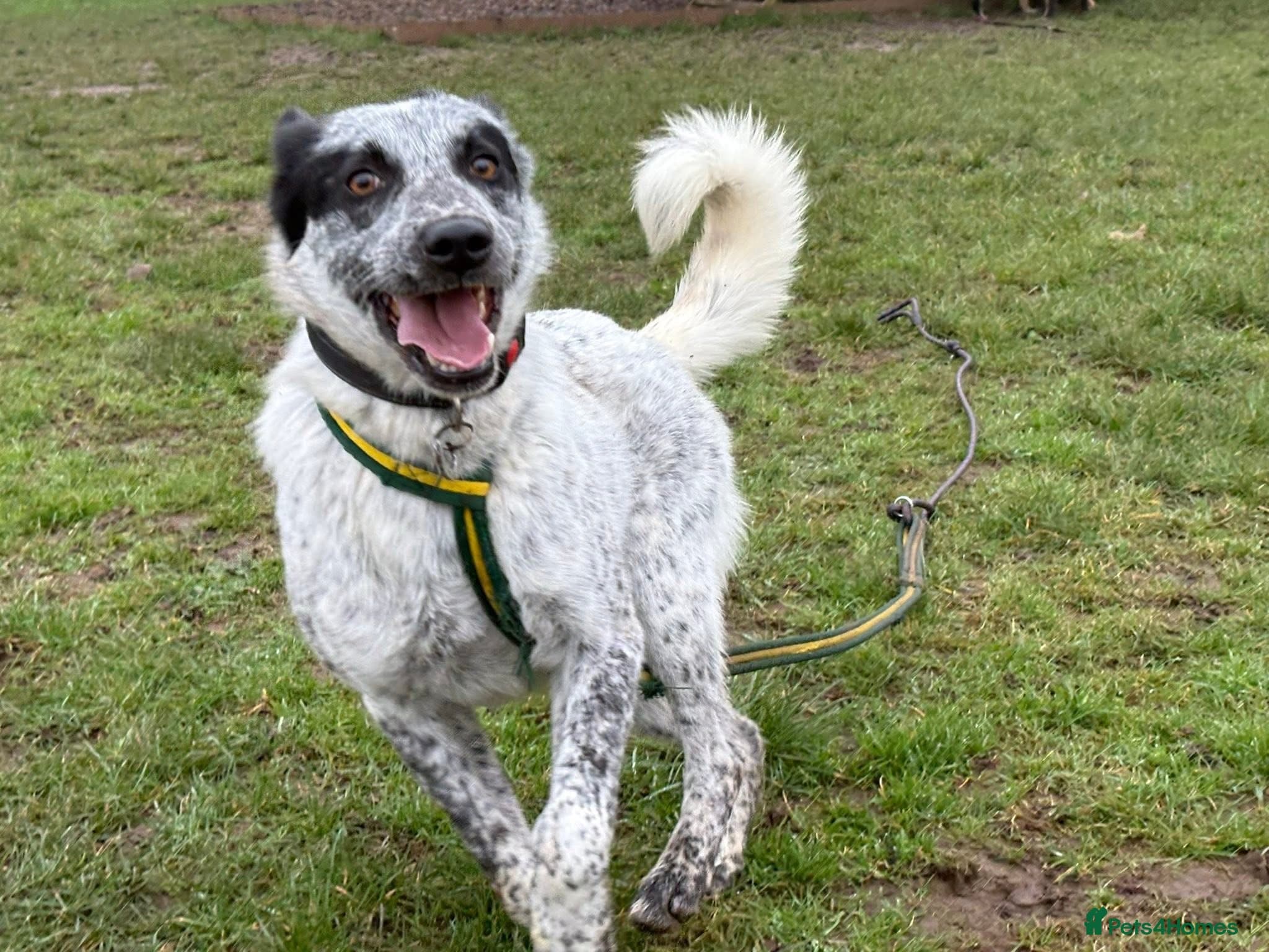 Cessil - Norwich Norfolk photo 12