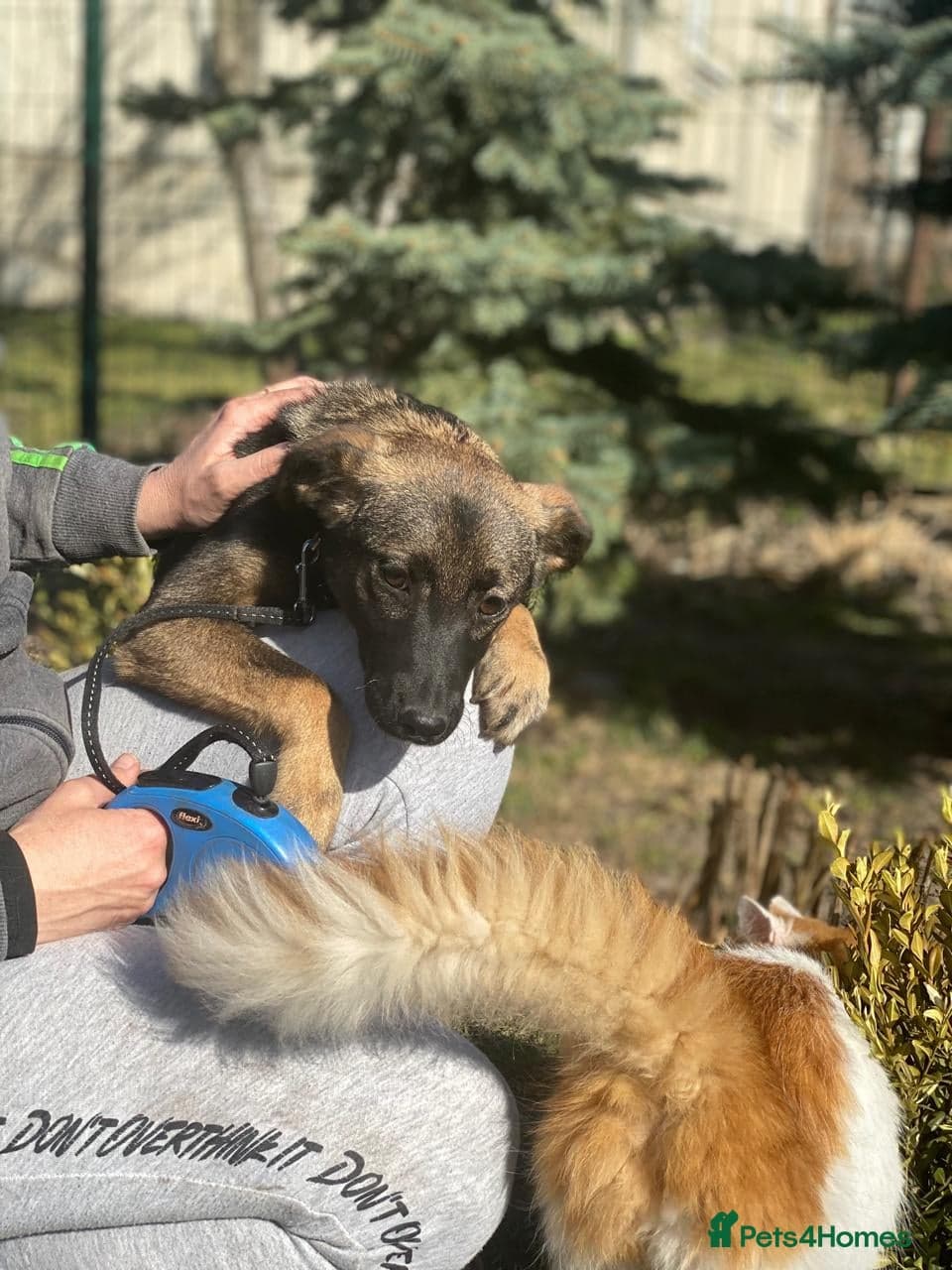 οΈπΆ kuba β Mixed Breed