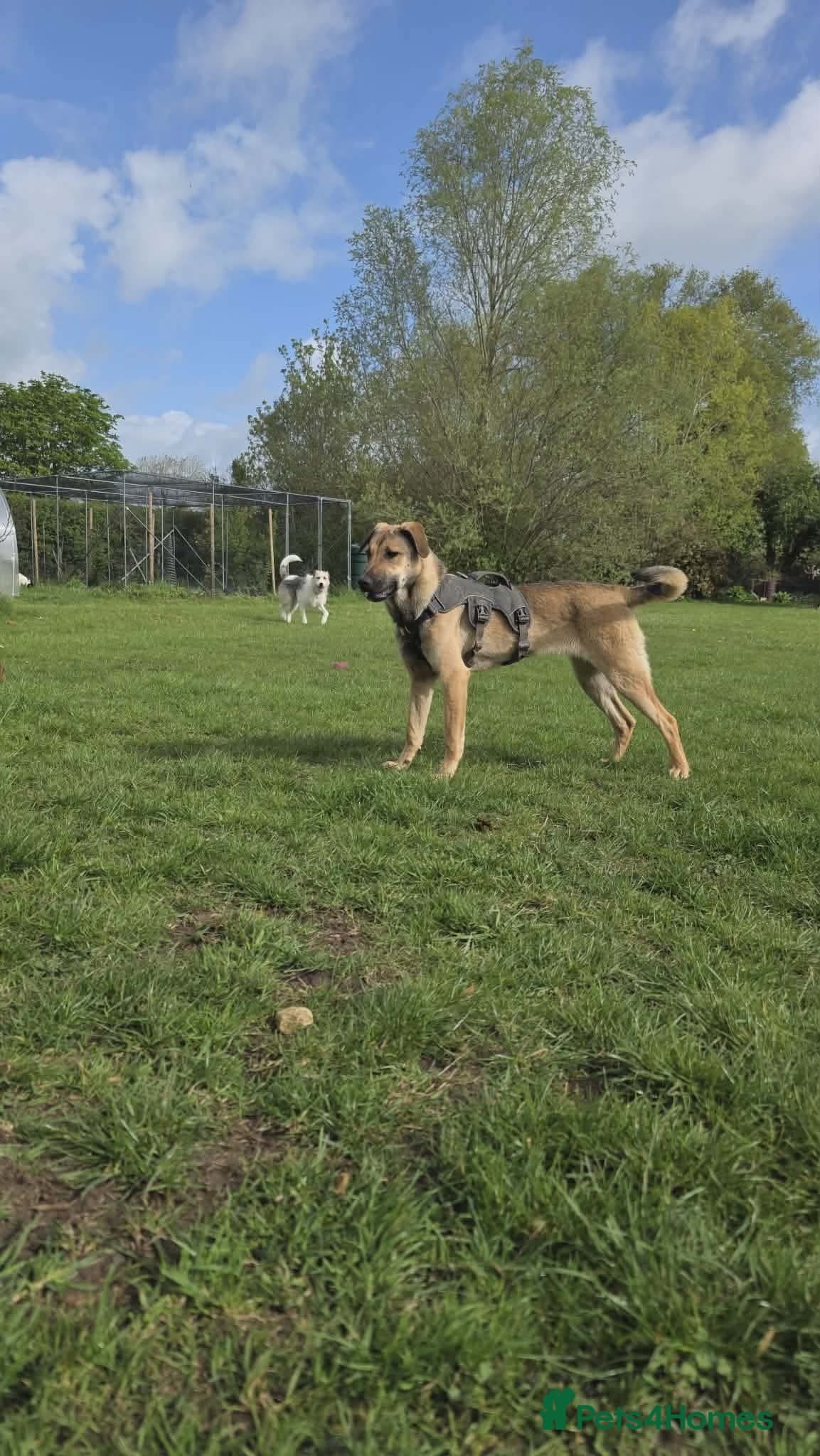 Clover - new info and photos/videos🍀 photo 6