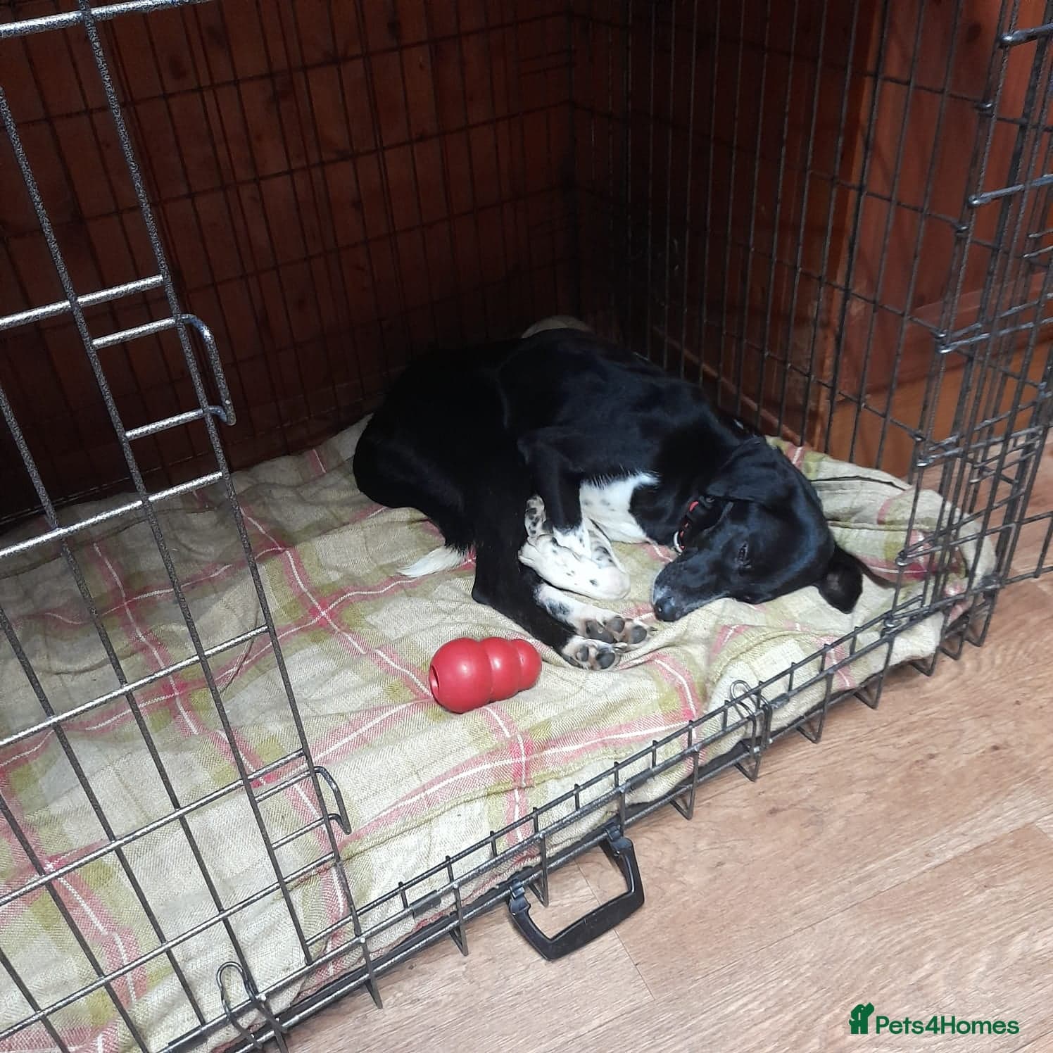 Nora for adoption in cornwall/devon photo 3