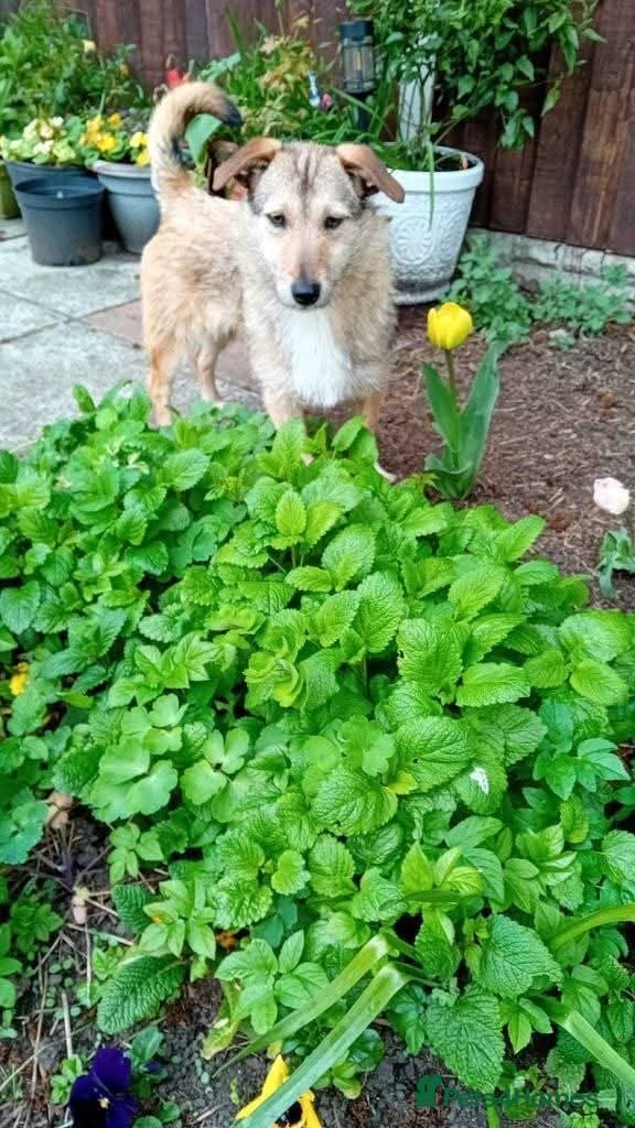 Meet Bitsy, currently residing in Wrexham photo 5