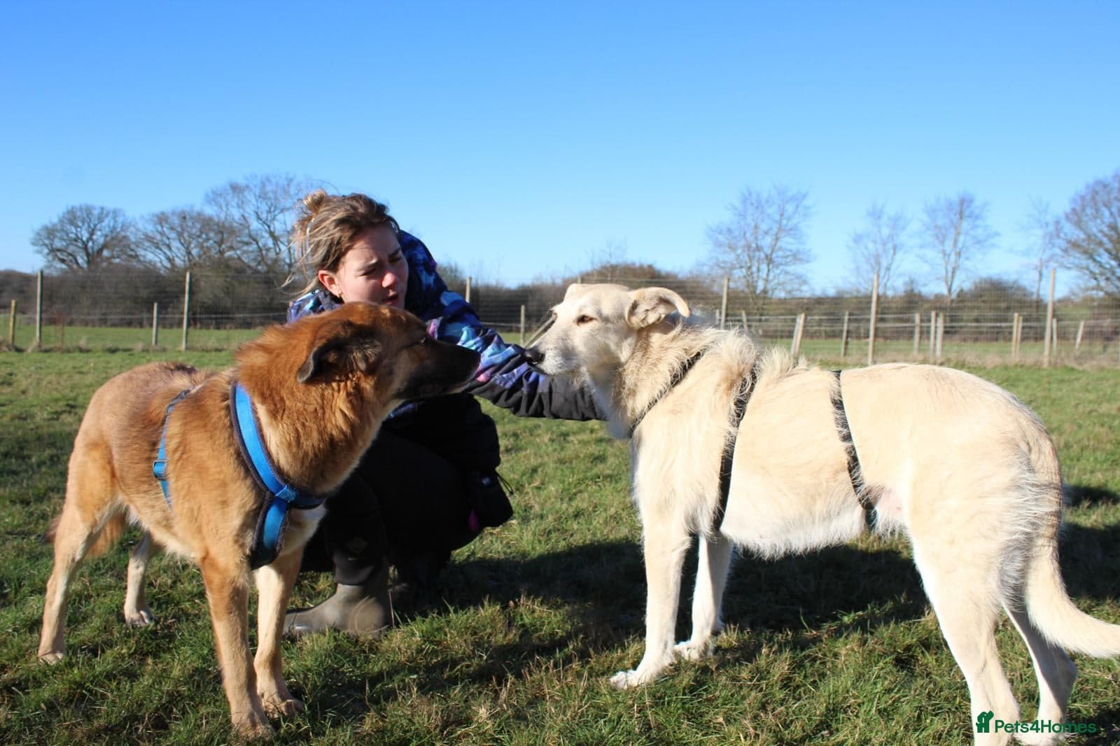 Peggy — Mixed Breed