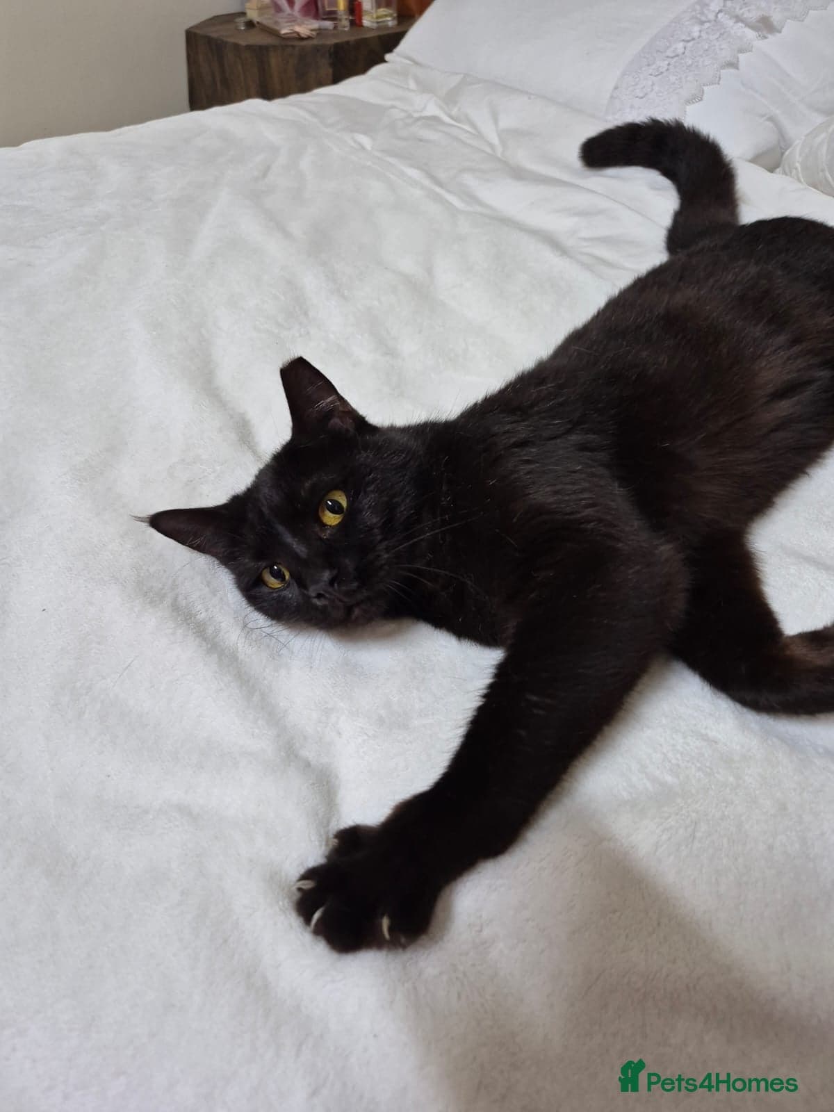 Beautiful Meme — Domestic Shorthair