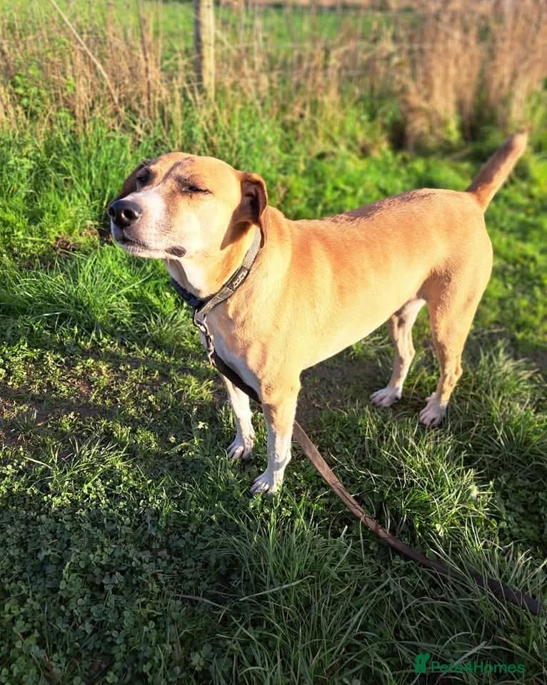 Shandy, a real sweetheart π§‘ photo 5