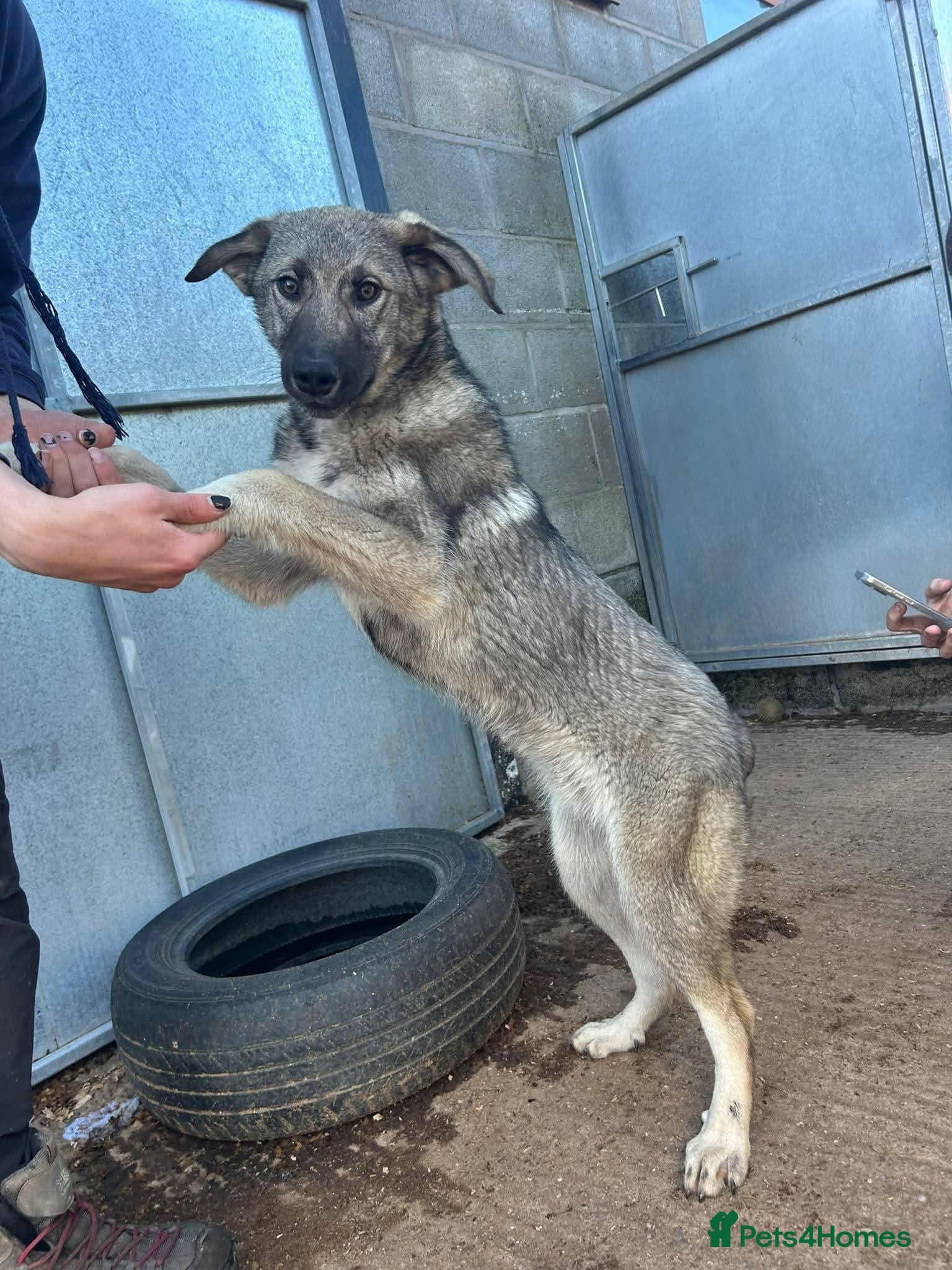 Meet Mars, currently residing in Cheshire β Mixed Breed