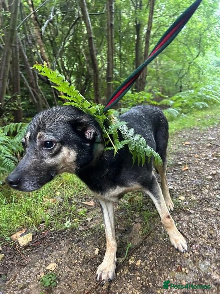 Joey - Norwich Norfolk photo 19