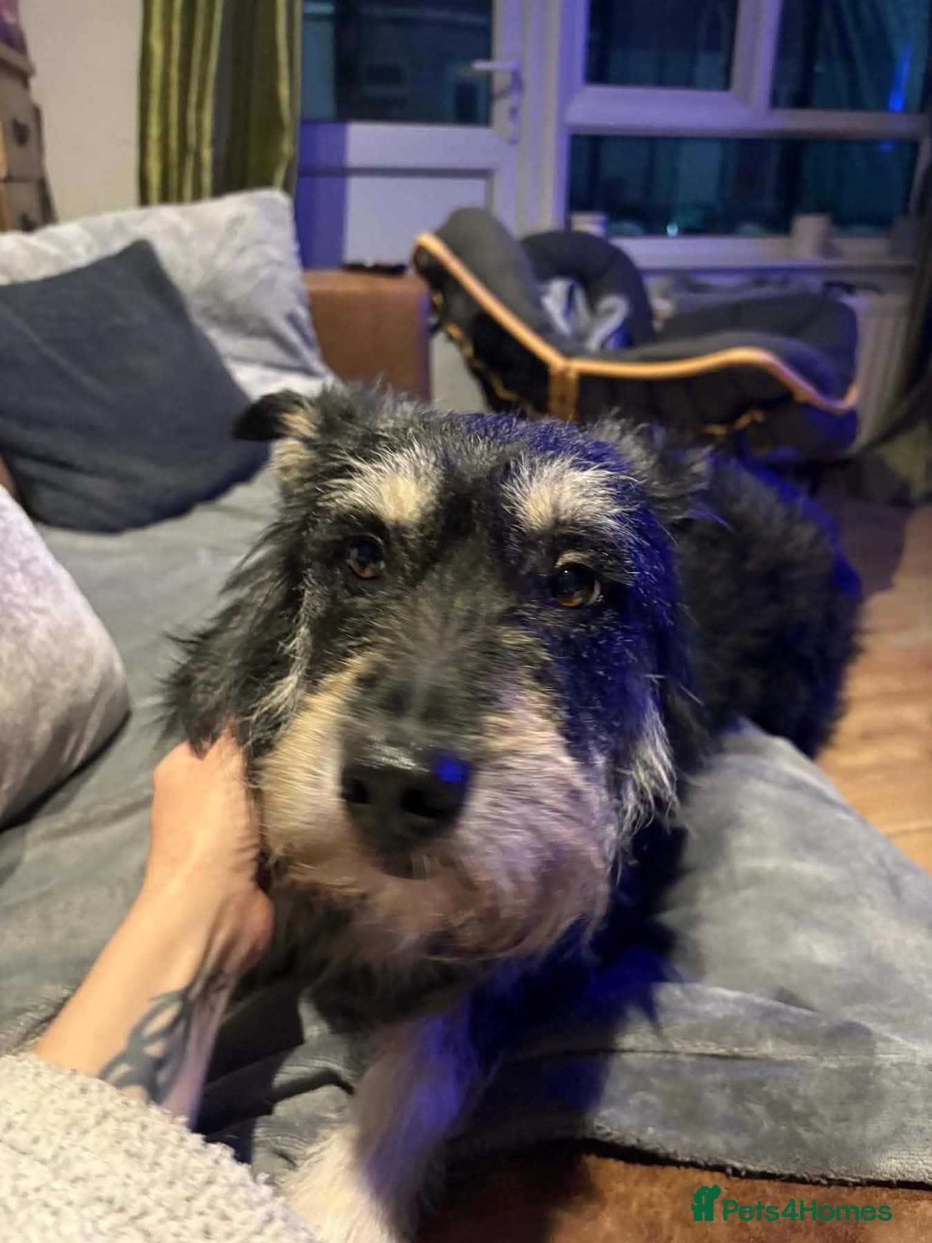 Mabel - Badersfield Norfolk photo 14