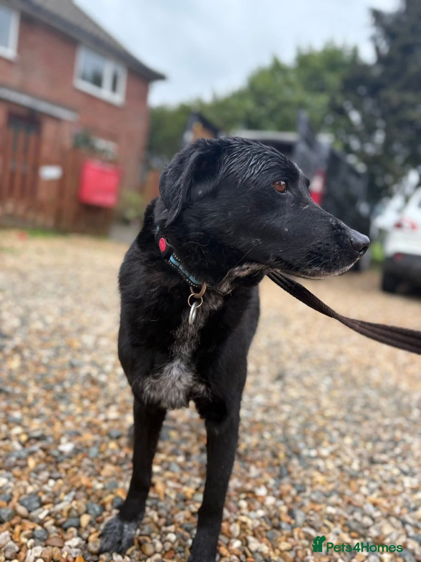 Merlin - Norwich Norfolk photo 6