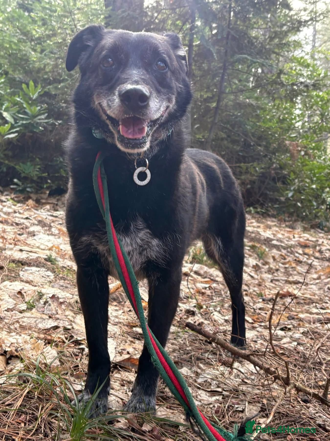 Aramis - Norwich Norfolk photo 12