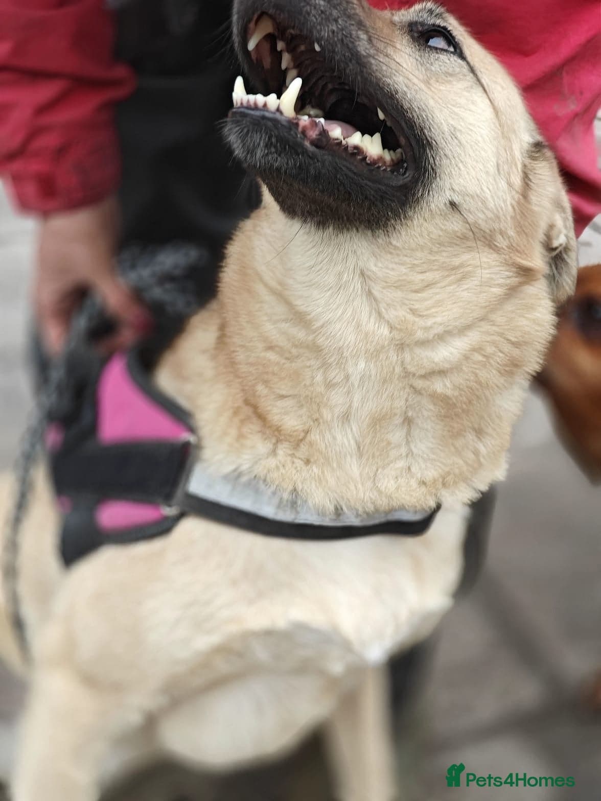 ๏ธ๐ถ stacy photo 7