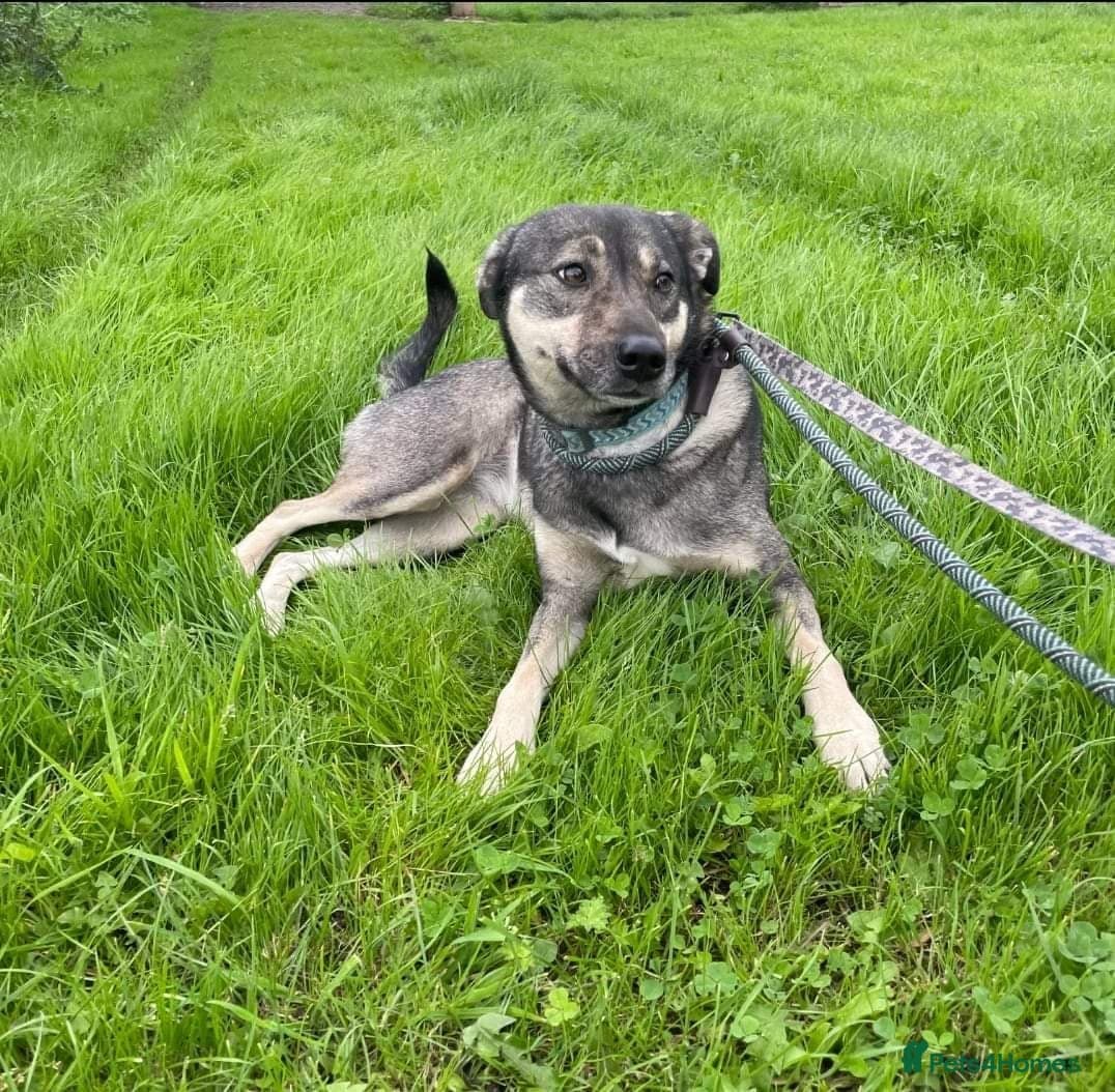 Meet Joy, currently residing in Cheshire photo 14