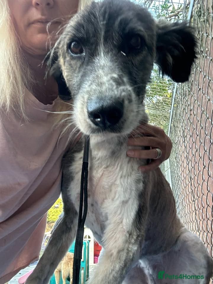 Hilda - Norwich Norfolk photo 2