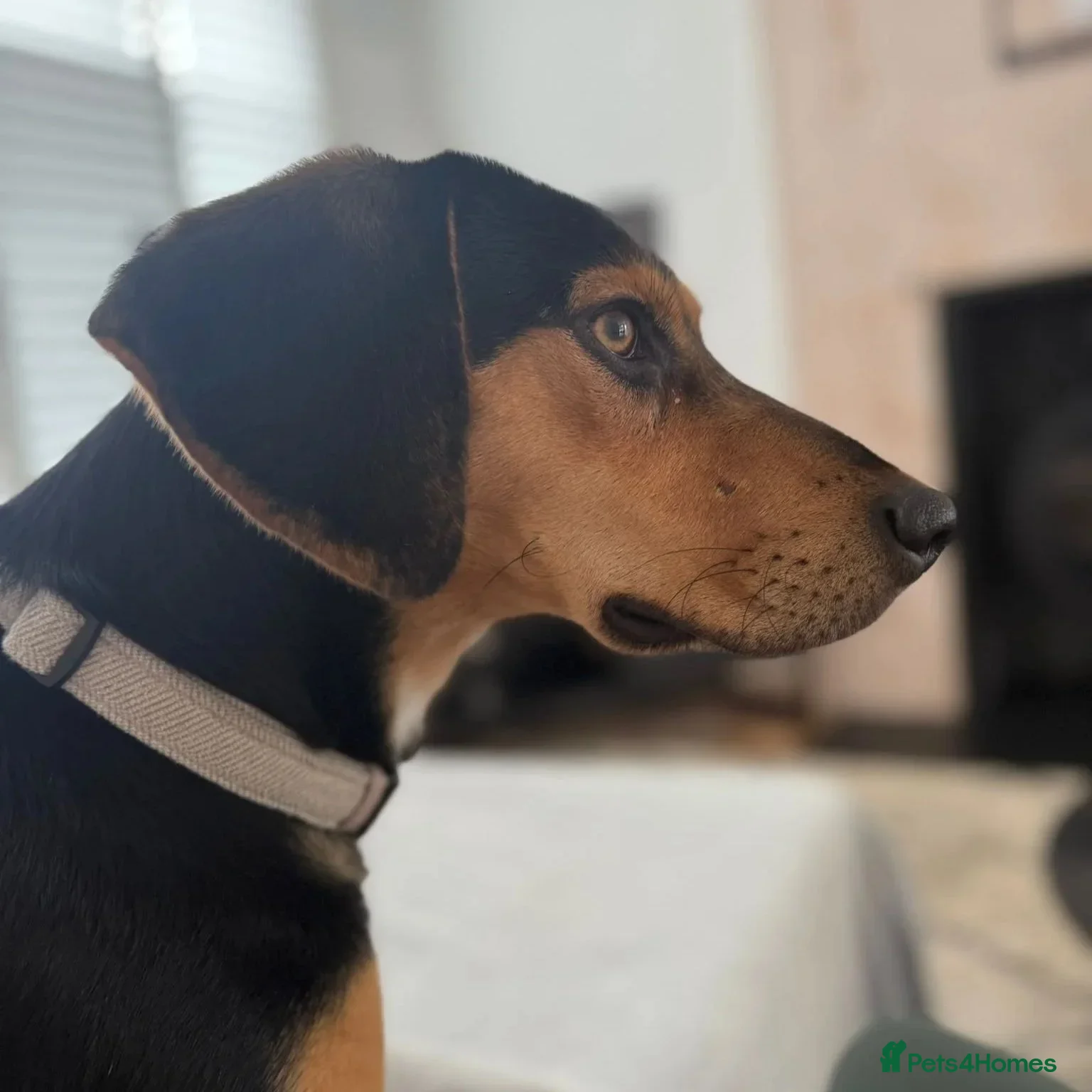 Ivan (Greek Harehound) photo 7