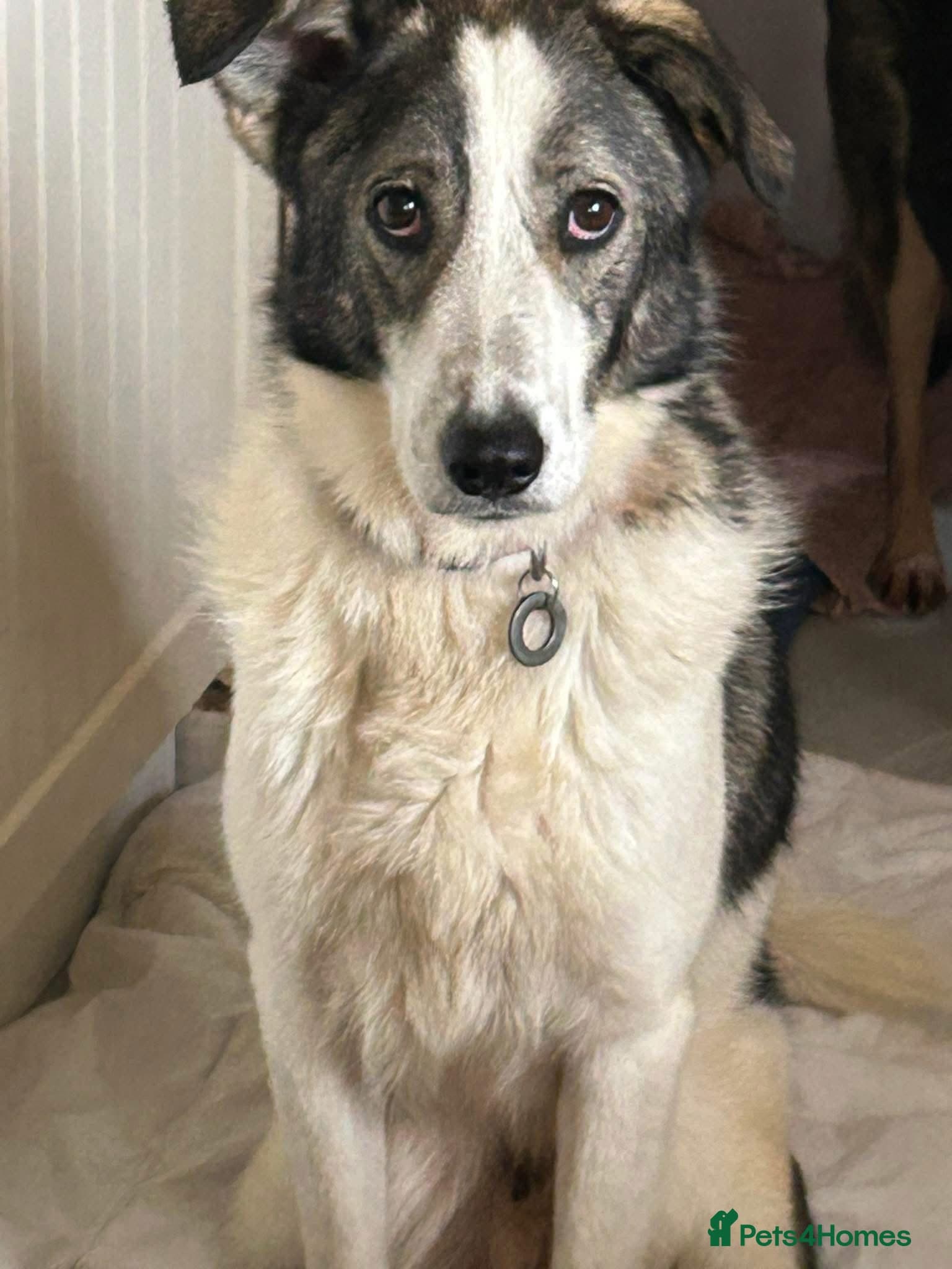 Matteo - Norwich Norfolk photo 2