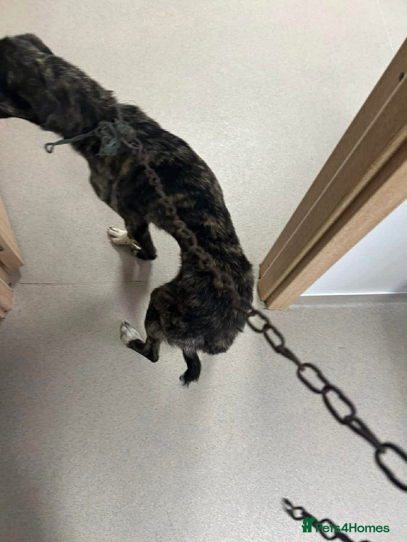 Jasper - Norwich Norfolk photo 9