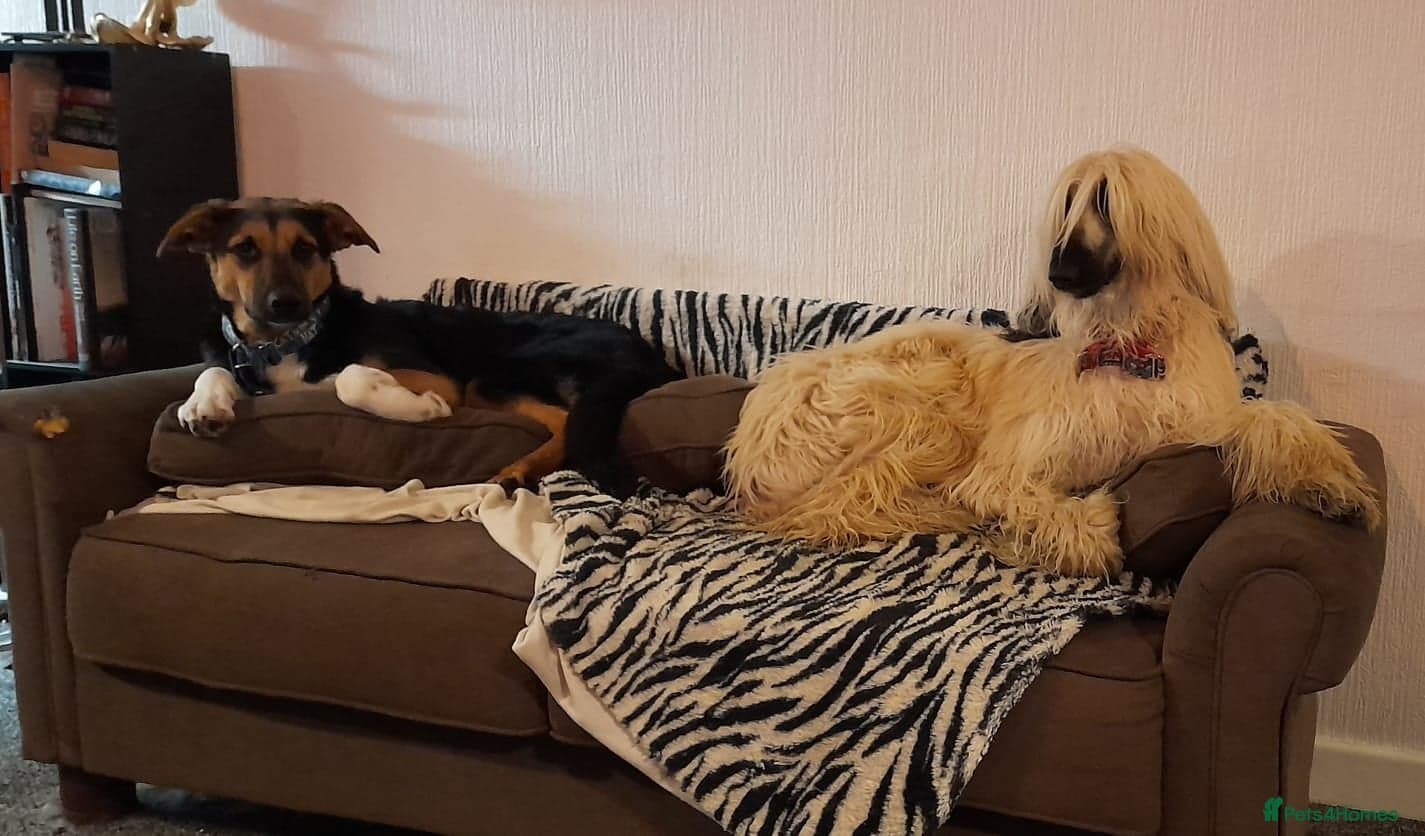 LOOK AT HIM:💙BRUNO💙Someone's best ever friend photo 9