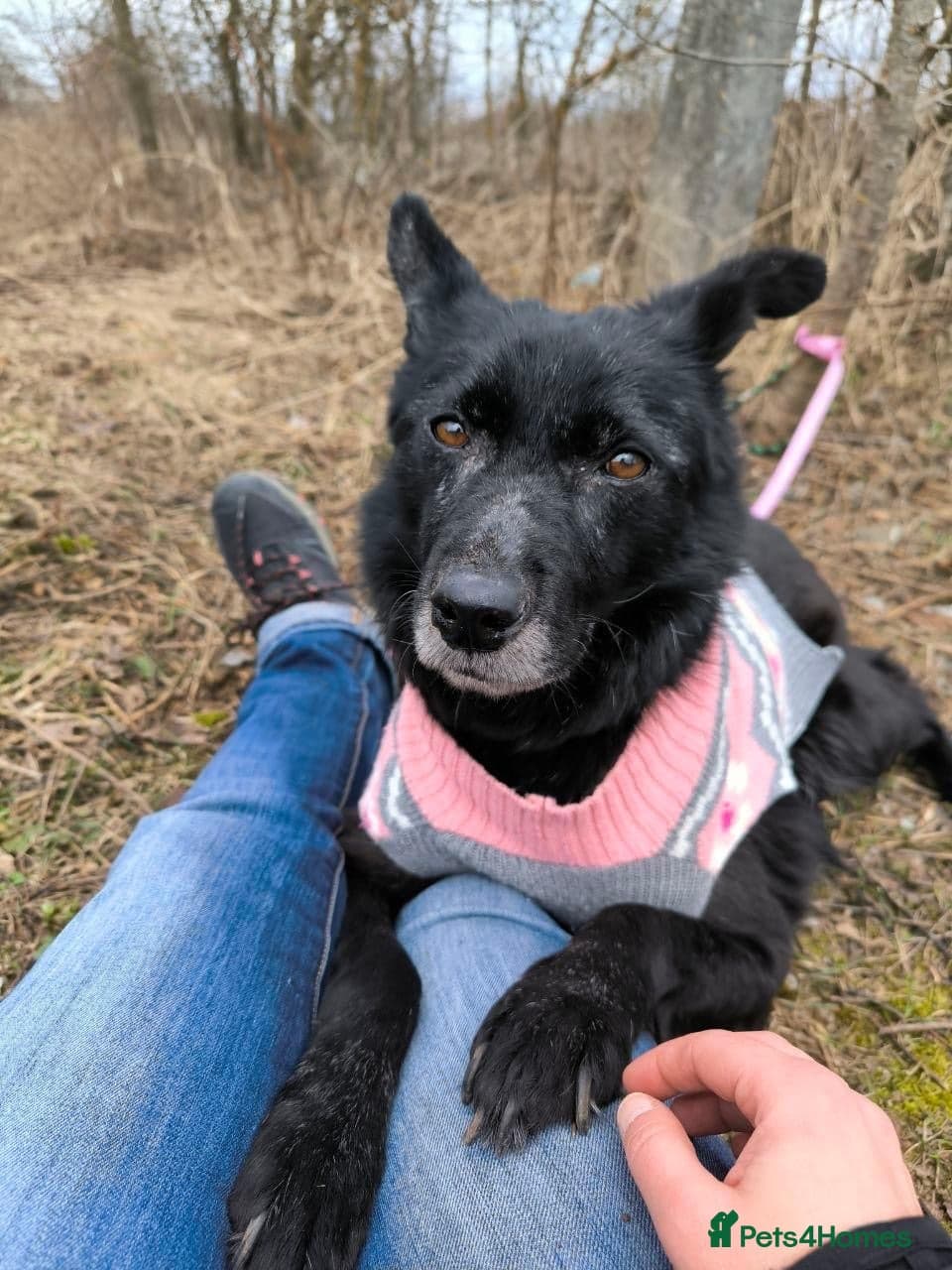 οΈπΆ tofa photo 26