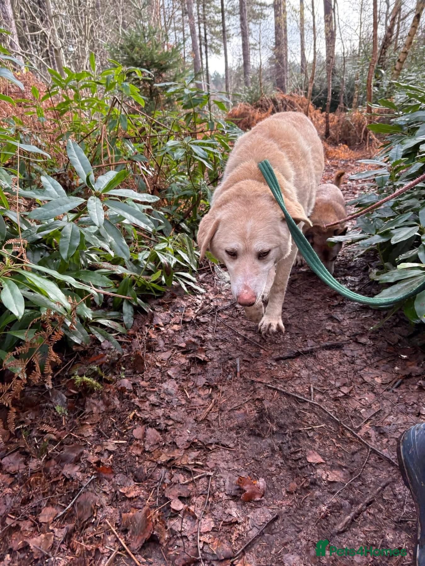 Ralph - Norwich Norfolk photo 15