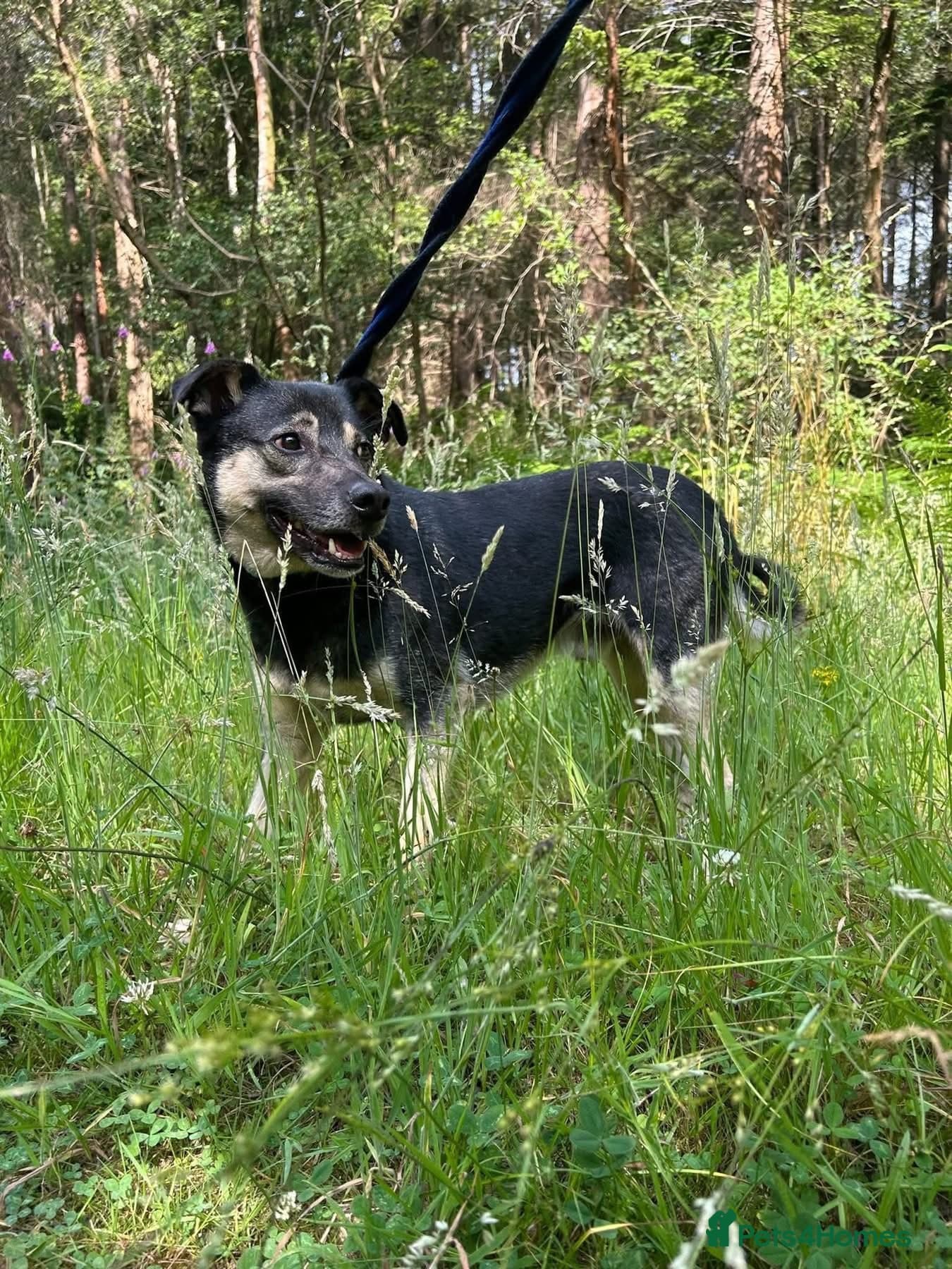 Joey - Norwich Norfolk photo 15