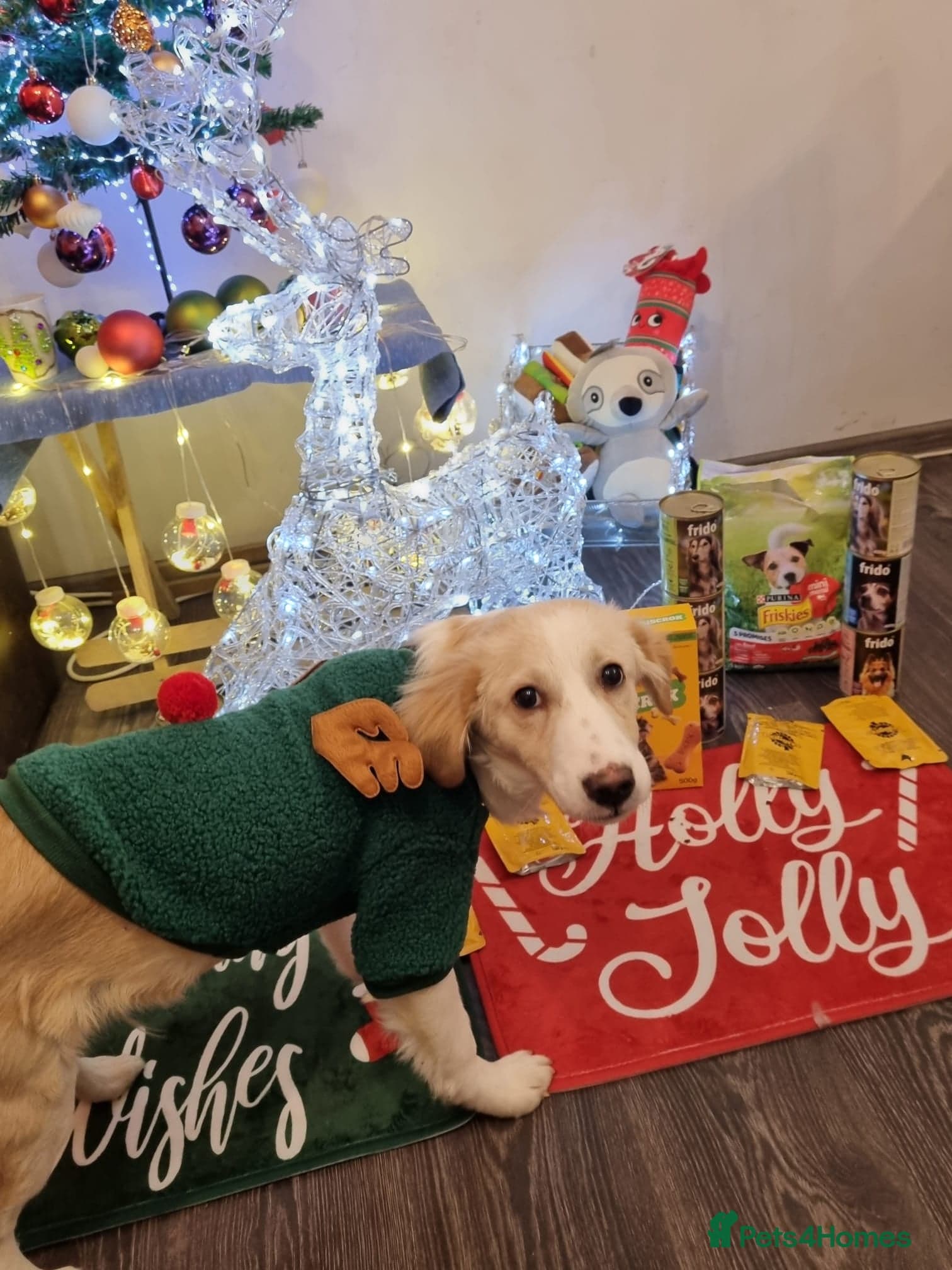 Sweet Little OLAF photo 15