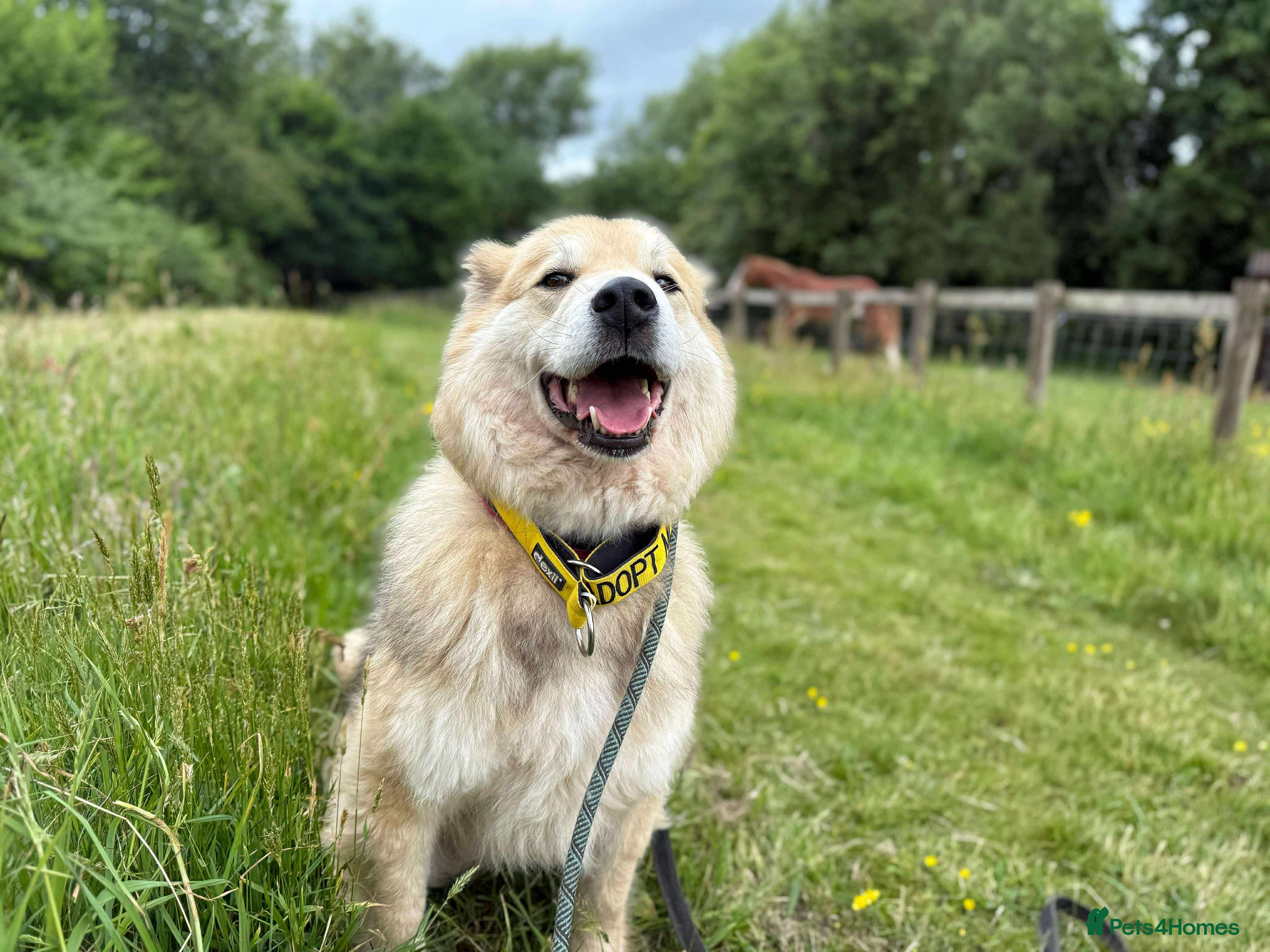 Meet Paddy, currently residing in Cheshire photo 36