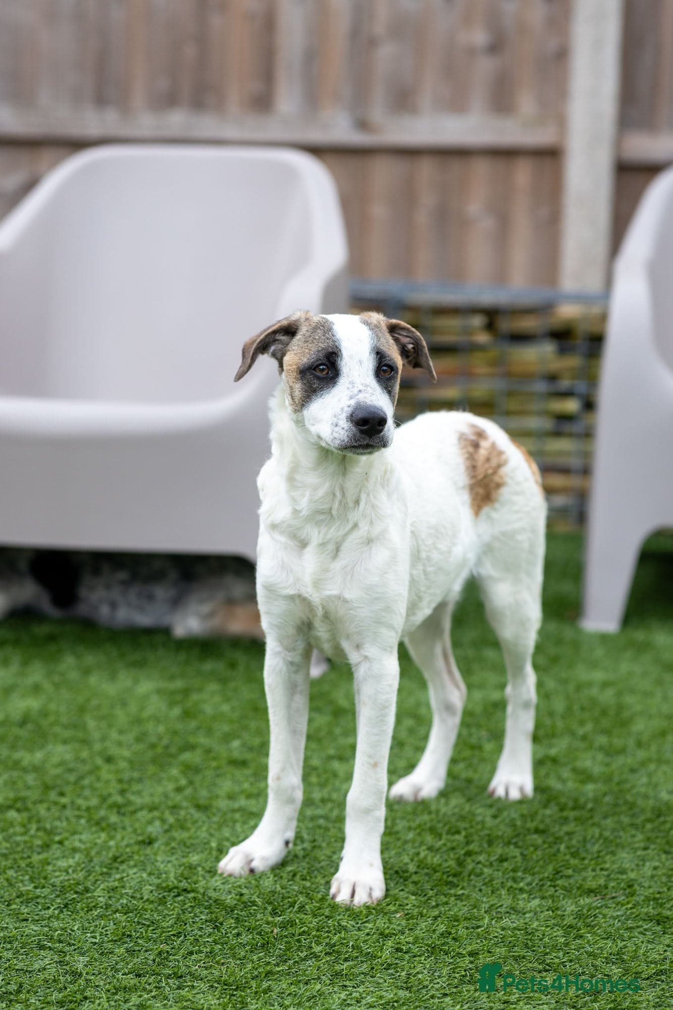 Petit Poppy photo 14