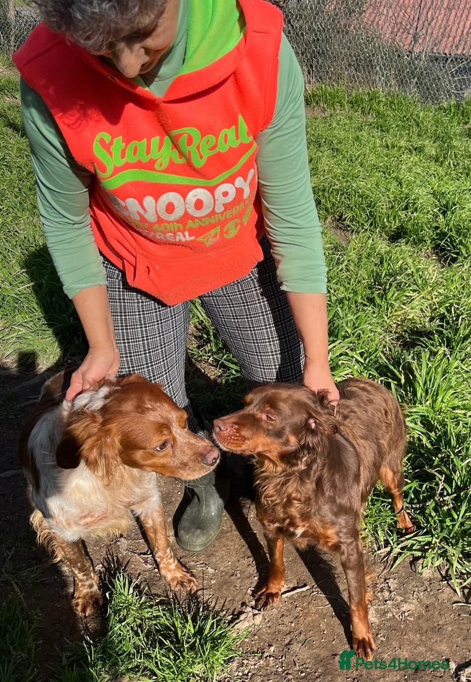 Diana, a lovely young Brittany photo 14