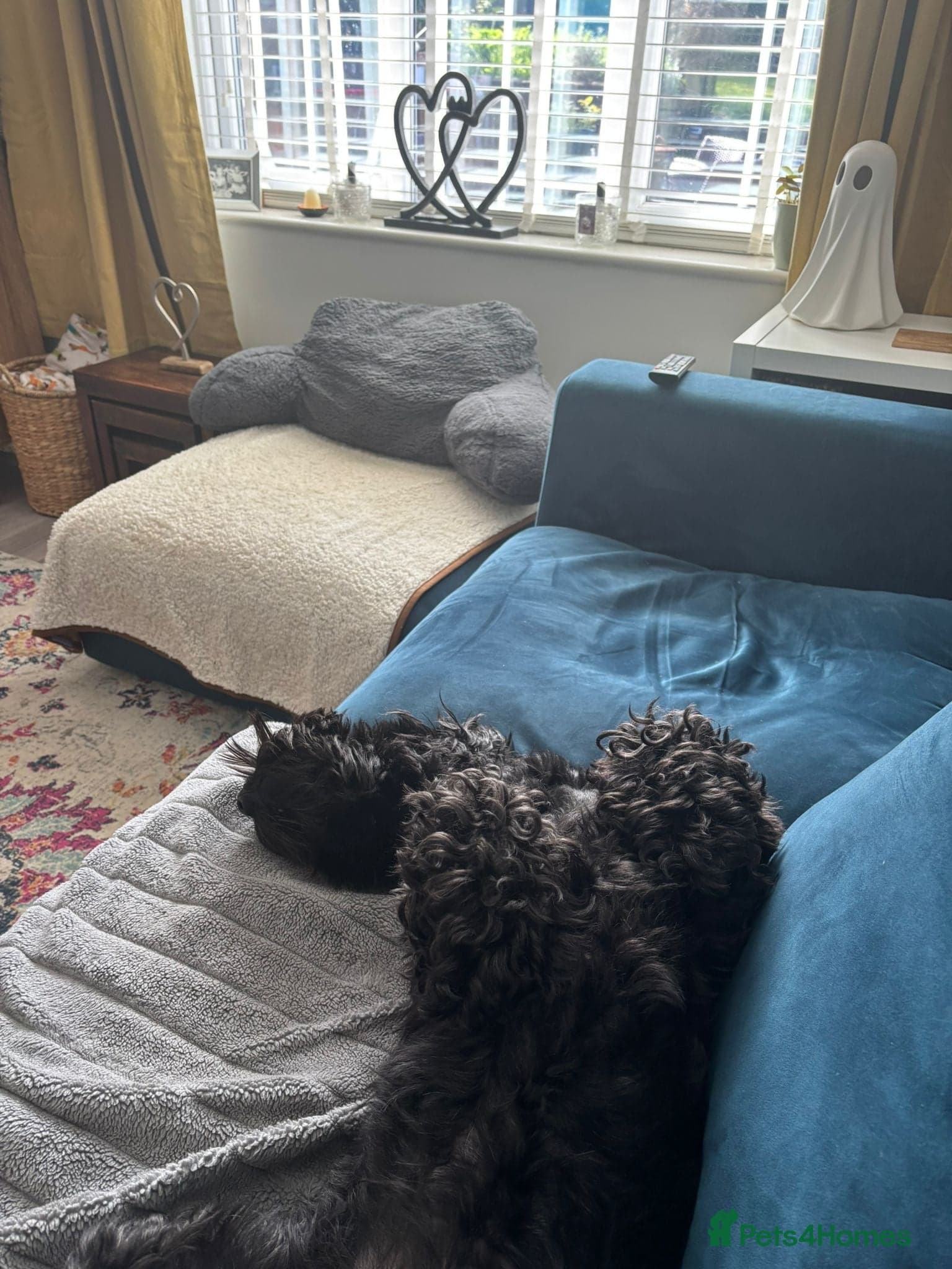 ๏ธ๐ถ walter photo 6