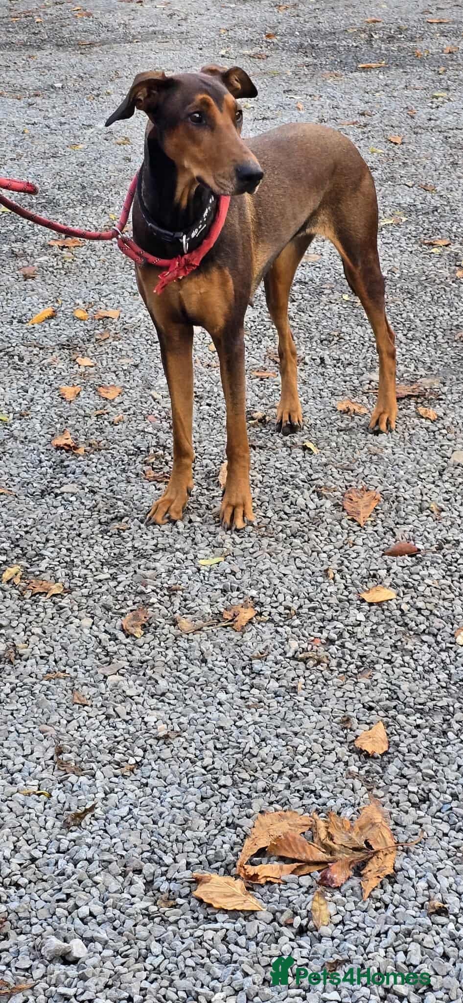 BONNIE π Playful, Loving Girl photo 16