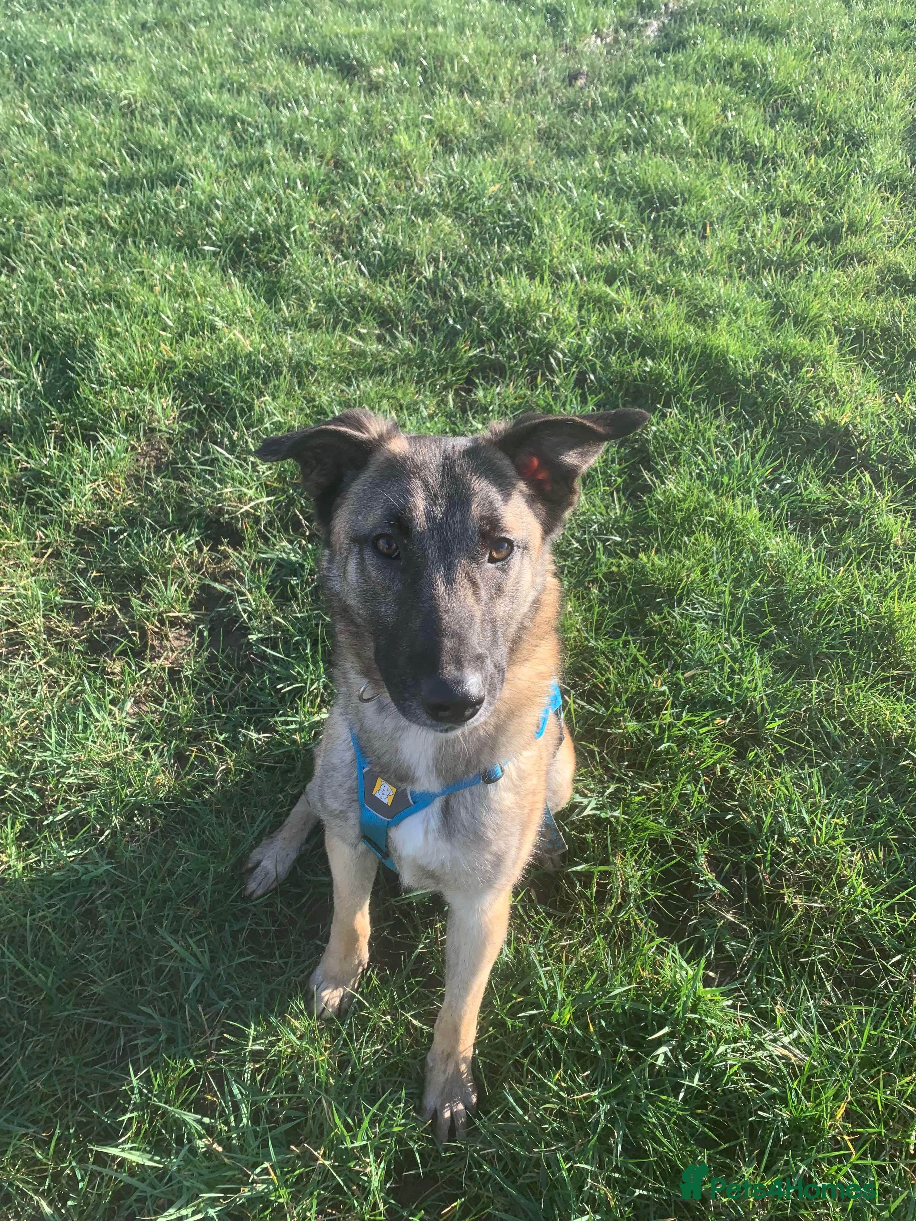 Meet Vera, currently residing in Cheshire photo 36